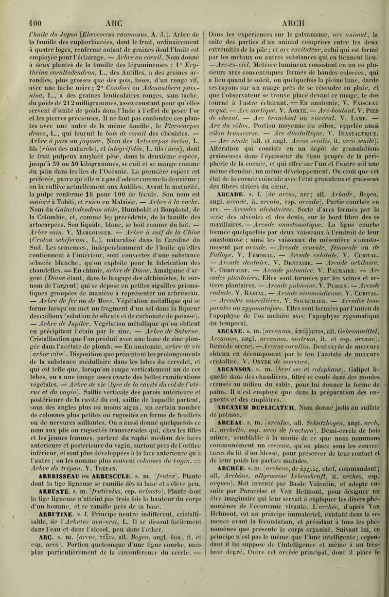 Vhuile (lu Japon {Elœuœcms raceaiosus, A. J.). Arl)re de la l'ainillc des euphorbiacées, dont le fruit, ordinairement à quatre loges, renferme autant de graines dont l’iuiile est employée pour l’éclairage. — Arbre au corail. Nom donné à deux plantes de la famille des légumineuses : 1 ° Eiaj- thrina corallodendrou, L., des Antilles, a des graines ar- rondies, plus grosses que des pois, lisses, d’un rouge vif, avec une tache noire; 2° Condori ou Adenanthera pave- ninti, L., a des graines lenticulaires rouges, sans tache, tlu poids de 212 milligrammes, assez constant pour qu elles servent d’unité de poids dans l'Inde à l’effet de peser l'or et les pierres précieuses. 11 ne faut pas confondre ces plan- tes avec une autre de la même famille, le l'terocarpus draco, L., qui fournit le bois de corail des ébénistes. — Arbre à pain ou jaquier. Nom des Artocarjjus incisa, L. lils {rima des naturels), et integrifolia, L. lils {iaca), dont le fruit pulpeux amylacé pèse, dans la deuxieme espèce, jusqu’à 30 ou àO kilogrammes, se cuit et se mange comme du pain dans les îles de l’Océanie. La première espèce est préférée, parce qu’elle n’a pas d'odeur comme la deuxième ; on la cultive actuellement aux Antilles. Avant la maturité, la pulpe renferme 16 pour 100 do fécule. Son nom est niaioré à Tahiti, et ruica en Malaisie. — Arbre à la vache. Nom du Galactodendron utile, Humboldt et Bonpland, de la Colombie, et, comme Icp précéde'hts, de la famille des artocarpées. Son liquide, blanc, se boit comme du lait. — Arbre sain. V. M.vrgousier. — .Irbre à suif de la Chine (Croton sebiferum, L.), naturalisé dans la Caroline du Sud. Les semences, indépendamment de l'huile qu elles contiennent à l'intérieur, sont couvertes d’une substance sébacée blanche, qu’on exploite pour la fabrication des chandelles. = En chimie, arbre de Diane. Amalgame d’ar- gent [Diane étant, dans le langage des alchimistes, le sur- nom de l’argent) qui se dépose en petites aiguilles prisma- tiques groupées de manière à représenter un arbrisscan. — Arbre de fer ou de Mars. Végétation métallique qui se forme lorsqu’on met un fragment d’un sel dans la li(iueur des cailloux (solution de silicate et de carbonate de potasse). — Arbre de Jupiter. Végétation métallique qu'on obtient en précipitant l’étain par le zinc. — Arbre de Saturne. Cristallisation que l'on produit avec une lame de zinc plon- gée dans l’acétate de plomb. = En anatomie, arbre de vie \arbor vitæ]. Disposition que présentent les prolongements de la substance médullaire dans les lobes du cervelet, et qui est telle que, lorsqu’on coupe verticalement un de ces lobes, on a une image assez exacte des belles ramilications végétales. Arbre de vie [lyre de la cavité du col de l'uté- rus et du vogiri]. Saillie verticale des parois antérieure et postérieure de la cavité du col, saillie de laquelle partent, sous des angles plus ou moins aigus, un certain nombre de colonnes plus petites ou rugosités en forme de feuillets ou de nervures saillantes. On a aussi donné quelquefois ce nom aux plis ou rugosités transversales qui, chez les filles et les jeunes femmes, partent du rapbé médian des faces antérieure et postérieure du vagin, surtout près do l'orifiec inférieur, et sont plus développées à la face antérieure qu’à l'autre ; on les nomme plus souvent colonnes du vagin. = Arbre du trépan. V. Trépan. ARBRISSEAU ou ARBUSCULE. S. m. [frutex]. Plante dont la tige ligneuse se ramilie dès sa base et s’élève peu. ARBUSTE, s. m. [fruticulus, csp. arbusto]. Plante dont la tige ligneuse n’atteint pas trois fois la hauteur du corps d’un homme, et se ramifie ))rès de sa base. ARBUTiniE. s. f. Principe neutre indifférent, cristalli- sable, de VArbutns uva-ursi, L. Il se dissout facilement dans l’eau et dans l'alcool, peu dans l'étlier. ARC. s. m. \arcus, rc^cv, ail. Dogen, angl. boui, it. et csp. arc()\. Portion quelconque d’une ligne courbe, mais plus particulièrement de la circoid'érencc du cercle. = Dans les expériences sur le galvanisme, arc animal, la suite des parties d'un animal comprises entre les deux extrémités de la pile ; et arc excitateur, celui qui est formé par les métaux ou autres substances qui en tiennent lieu. —Arc-en-ciel. Météore lumineux consistant on un ou plu- sieurs arcs concentriques formés de bandes colorées, qui a lieu quand le soleil, ou quelquefois la pleine lune, darde ses ray ons sur un nuage près de se résoudre en pluie, et que l’observateur se trouve placé devant ce nuage, le dos tourné à l'astre éclairant. = En anatomie, V. Faisceau arqué. — Arc aortiiiue. V. Aorte. — Arc-boutant. V. Pied de cheval. — Arc branchial ou viscéral. V. Lame. — -■Irc du côlon. Portion moyenne du colon, appelée aussi côlon transverse. — Arc diastaltùjue. V. Diastaltique. — Arc sénile [ail. et angl. Arcus senilis, it. arco senile']. Altération qui consiste en un dépôt do granulations graisseuses dans l’éiiaisseur du tissu propre de la péri- phérie de la cornée, et qui offre sur l'iin et l’autre œil une même étendue, un même développement. On croit que eel état de la cornée coïncide avec l’état granuleux et graisseux des fibres striées du cœur. ARCADE, s. f. [de arcus, arc; ail. .Arkade, Bogen, angl. arcade, it. arcata, esp. arcada]. Partie courbée en arc. — Arcades alvéolaires. Sorte d’arcs formés par la série des alvéoles et des dents, sur le bord libre, des os maxillaires.—Arcade anastomotique. La ligne courbe formée quelquefois par deux vaisseaux à l’endroit de leur anastomose : ainsi les vaisseaux du mésentère s’anasto- mosent par om/ffe.— Arcade crurale, fénujrale ou de k'ullope. V. Fémoral. — Arcade cubitale. V. Cubital. — Arcade dentaire. V. Dentaire. — Arcade orbitaire. V. Orbitaire. — Arcade palmaire. V. Palmaire. — Ar- cades plantaires. Elles sont formées par les veines et ar- tères plantaires. —Arcade pubienne. V. Pubien. —Arcade radiale. V. Radial. — .Arcade sésanm'idienne. V. Cubital. — Arcades sourcilières. V. Sourcilier. — .Arcades tem- porales ou zygomatniues. Elles sont formées par l’union de l'apoiihyse de l’os malairc avec l’apophyse zygomatique du temporal. ARGANE. s. m. [arcanum, àm’ppriTO'/, ail. Geheimmittel, .Arcanum, angl. arcanum, nostrum, it. et csp. arcano]. Remède secret.—Arcane cor(dlin. Deutoxyde de mercure obtenu en décomposant par le feu l'azotate de mercure cristallisé. V. Oxyde de mercure. ARGAIMSOIV. s. m. [brai sec et colophane]. Galipot li- quéfié dans des i haudières, liltré et coulé dans des moules creusés au milieu du sable, pour lui donner la forme de pains. 11 n'est employé que dans la préparation dos on- guents et des emplâtres. ARCAIVUM DUPLICATUM. Nom donné jadis au sulfate de potasse. ARCEAU, s. m. [arculus, ail. Schntzbogen, angl. arch, it. archetto, esp. arco de fractura]. Demi-cercle de bois mince, semblable à la moitié do ce que nous nommons communément un cerceau, qu'on place sous les couver- tures du lit d'un blessé, pour préserver de leur contact et de leur poids les parties malades. ARCHEE, s. m. [(ireheus, deàpyjù;, chef, commandanl; ail. .Archüus, allgemeine Lebenskraft, it. archeo, esp. aripieo]. Mot inventé par Basile V alentin, et adopte en- suite par Paracelse et à'an Helmont, pour désigner un être imaginaire qui leur servait à expliquer les divers phé- nomènes de l'économie vivante, liarchée, d’après Van Helmont, est un principe immatériel, existant dans la se- mence avant la fécondation, et présidant à tous les pbé- noniènes que présente le corps organisé. Suivant lui, ce principe n’est pas le même que l’àmc intelligente; cepen- dant il lui suppose de rintelligence et niêine à un très- haul degré. Outre cet archée principal, dont il (ilace le