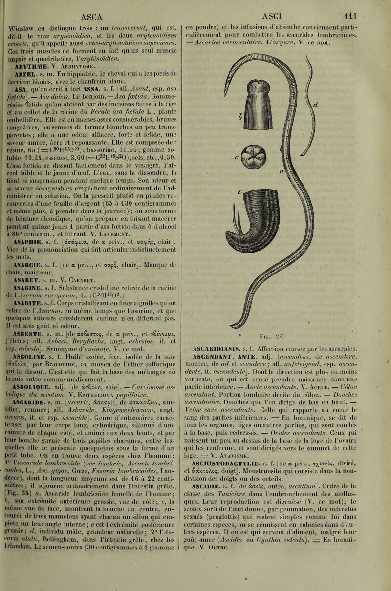 j ASGA ' Winslow cil clisün^ue trois ; un Irunsversnl, qui est, I dit-il, le vrai aryiénoïdien, et les deux aryténoïdiens 1 croisés, qu'il appelle aussi crico-aryténoïdieiis supérieurs. [ Ces trois muscles ne forment en fait qu’un seul muscle impair et quadrilatère, Varyténo'idieu. ' ARITTHME. V. Arrhythme. ARZEL. S. m. En hippiatrie, le cheval qui a les pieds de derrière blancs, avec le chanfrein blanc. ASA, qu’on écrit à tort ASSA. s. f. [ail. Asant, esp. asa ] fœtida].—Asadulcis. Le benjoin.—Jva fœtida. Gomme- résine-Tétide qu’on obtient par des incisions faites à la tige et au collet de la racine du Ferula asa fœüda L., plante ombellifèrc. Elle est en masses assez considérables, brunes rougc<âtres, parsemées de larmes blanches un peu trans- parentes; elle a une odeur alliacée, forte et fétide, une saveur amère, âcre et repoussante. Elle est composée de ; li résine, 65 ( = bassorine, 11,66; gomme so- luble, 19,4d; essence, 3,60 (=;G*’^H‘®S20),sels, etc.,0,30. L’asa fœtida se dissout facilement dans le vinaigré, l’al- cool faible et le jaune d’œuf. L’eau, sans la dissoudre, la I tient en suspension pendant quelque temps. Son odeur et I sa saveur désagréables empêchent ordinairement de l’ad- ministrer en solution. On la prescrit plutôt en pilules re- couvertes d’une feuille d’argent (65 à 130 centigrammes et même plus, à prendre dans la journée) ; ou sous forme de teinture alcoolique, qu’on prépare en faisant macérer pendant quinze jours 1 partie d’asa fœtida dans k d’alcool à 86 centésim., et liltrant. V. Lavement. ASAPHIE. s. f. [àadcpEia, de a priv., et aaipT,;, clair]. Vice de la prononciation qui fait articuler indistinctement les mots. ASARCIE. s. f. [de a priv., et oàp?, chair]. Manque de chair, maigreur. ASARET. s. m. V. Cabaret. ASARINE. s. f. Substance cristalline retirée de la racine de r.I.sYirmu europaaoii, L. (C'-^^’Il'^O^.j ASARITE. s. f. Corps cristallisant en bues aiguilles qu’on relire de l’-lw/rum, en meme temps que l’asarine, et que ipielques auteurs considèrent comme n’en diSTérant pas. Il est sans goi'it ni odeur. ASBESTE. s. m. [dcàoêEOTO;, de a priv., et (jës'vv'jp.t, j’éteins; ail. Asbest, Bergftachs, angl. asbestos, it. et esp. asbestn]. Synonyme iVamümte. V. ce mot. ASBOLiniE. s. f. Huilé' azotée, fixe, isolée de la suie (ia^oX-n) par Braconnot, au moyen de l’éther sulfurique qui la dissout. C’est elle qui fait la base des mélanges où la suie entre comme médicament. ASBOLIQIIE. adj. [de àirSiXvi, suie]. — Carcinome as- bolique du scrotum. V. Epithélioma papillaire. ASCARIDE, s. m. [asca7'is, àdxapi;, de àd^a.piÇsiv, sau- tiller, remuer; ail. Askaride, Einyeweidewurm, angl. ascaris, it. et esp. ascat'ide]. Genre d’entozoaires carac- térisés par leur corps long, cylindrique, sillonné d’une rainure de chaque côté, et aminci aux deux bouts, et par leur bouche garnie de'trois papilles charnues, entre les- quelles elle se présente quelquefois sous la forme d’un petit tube. On en trouve deux especes chez l’homme : 1“ Vascai'ide Ivmbricdide (ver lombric. Ascaris lombri- ■ coûtes, L., Asc. gigas, Gœzc, Fusaria lombricoides, Lan- derer), dont la longueur moyenne est de 16 à 22 centi- mètres; il séjourne ordinairement dans l’intestin grêle., (Fig. 34) a. Ascaride lomhricoïde femelle de l’homme; b, son extrémité antérieure grossie, vue de côté; c, la même vue de face, montrant la bouche au centre, en- tourée de trois mamelons ayant chacun un sillon qui em- piète sur leur angle interne; e est l’extrémité postérieure grossie ; d, individu imàle, grandeur naturelle ; 2° l’As- caris alala, Bcllingham, dans l’intestin grêle, chez les ASCl 111 eu poudre) et les infusions d’absinthe conviennent parti- culièrement pour combattre les ascarides lombricoides. — Ascaride venniculaire. L'oxyure. V. ce mot. Fig. 34. ASCARIDIASIS. S. f. Alfcctiou causée par les ascarides. ASCENDANT, ANTE. adj. [ascendens, de ascenderq, monter, de ad et scandere ; ali. aufsteige7id, esp. asce/t- dente, it. ascenderde]. Dont la direction est plus ou moins verticale, ou qui est censé prendre naissance dans une partie inférieure. — Ao7'te usce7ida77ie. V. Aorte. — Côlo7i ascenda7it. Portion lombaire droite du côlon. — Bouches asce7idantes. Douches que l’on dirige de bas en haut. — Verne cave ascendante. Celle qui rapporte au cœur le sang des parties inférieures. = En botanique, se dit do tous les organes, tiges ou autres parties, qui sont coudés à la base, puis redressés. — Ovules asce7idants. Ceux qui naissent un peu au-dessus de la base de la loge de l’ovaire qui les renferme, et sont dirigés vers le sommet de cette loge. = V. Atavisme. ASGHISTODAGTYLIE. S. f. [de a priv., axiorb;, divisé, et (^düToXc.;, doigt]. Monstruosité qui consiste dans la non- division des doigts ou des orteils. ASCIDIE, si f. [de àdxb;, outre, ascidiu777i\. Ordre de la classe des T7i7i7cie7‘s dans l’embranchement des mollus- ques. Leur reproduction est digenèse (V. ce mot); le scolex sorti de l’œuf donne, par gemmation, des individus sexués (proglottis) qui restent simples comme lui dans certaines espèces, ou se réunissent en colonies dans d’au- tres espèces. 11 eu est qui servent d’aliment, malgré leur goût amer (Ascidia ou Cij/ithia sidcata), = Eu botani-