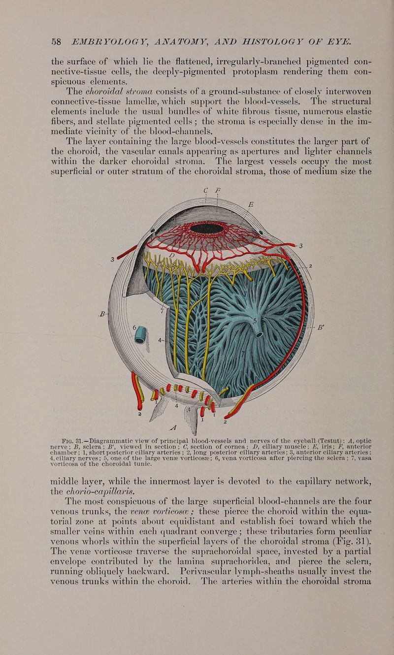 the surface of which lie the flattened, irregularly-branched pigmented con- nective-tissue cells, the deeply-pigmented protoplasm rendering them con- spicuous elements. The choroidal stroma consists of a ground-substance of closely interwoven connective-tissue lamelle, which support the blood-vessels. The structural elements include the usual bundles of white fibrous tissue, numerous elastic fibers, and stellate pigmented cells; the stroma is especially dense in the im- mediate vicinity of the blood-channels. The layer containing the large blood-vessels constitutes the larger part of the choroid, the vascular canals appearing as apertures and lighter channels within the darker choroidal stroma. The largest vessels occupy the most superficial or outer stratum of the choroidal stroma, those of medium size the Fig. 31.—Diagrammatic view of principal blood-vessels and nerves of the eyeball (Testut): A, onus nerve; B, sclera; B’, viewed in section ; C, section of cornea; D, ciliary muscle ; E, iris; F, anterior chamber } ip short posterior ciliary arteries ; ; 2, long posterior ciliary arteries ; 3, anterior ciliary arteries; 4, ciliary nerves; 5, one of the large ven vorticose; 6, vena vorticosa after ‘piercing the sclera ; 7, vasa vorticosa of the choroidal tunic. middle layer, while the innermost layer is devoted to the capillary network, the chorio-capillaris. The most conspicuous of the large superficial blood-channels are the four venous trunks, the ven vorticose ; these pierce the choroid within the equa- torial zone at points about equidistant and establish foci toward which the smaller veins within each quadrant converge ; these tributaries form peculiar venous whorls within the superficial layers of the choroidal stroma (Fig. 31). The vense vorticose traverse the suprachoroidal space, invested by a partial envelope contributed by the lamina suprachoridea, and pierce the sclera, running obliquely backward. Perivascular lymph-sheaths usually invest the venous trunks within the choroid. The arteries within the choroidal stroma