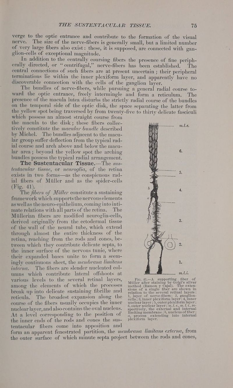 verge to the optic entrance and contribute to the formation of the visual nerve. ‘The size of the nerve-fibers is generally small, but a limited number of very large fibers also exist: these, it is supposed, are connected with gan- glion-cells of exceptional magnitude. In addition to the centrally coursing fibers the presence of fine periph- erally directed, or “centrifugal,” nerve-fibers has been established. The central connections of such fibers are at present uncertain ; their peripheral terminations lie within the inner plexiform layer, and apparently have no discoverable connection with the cells of the ganglion layer. j The bundles of nerve-fibers, while pursuing a general radial course to- ward the optic entrance, freely intermingle and form a reticulum. The presence of the macula lutea disturbs the strictly radial course of the bundles on the temporal side of the optic disk, the space separating the latter from the yellow spot being traversed by from twenty-five to thirty delicate fasciculi which possess an almost straight course from f the macula to the disk; these fibers collec- tively constitute the macular bundle described by Michel. The bundles adjacent to the macu- lar group suffer deflection from the typical rad- ial course and arch above and below the macu- lar area; beyond the yellow spot the arching bundles possess the typical radial arrangement. The Sustentacular Tissue.—The sus- tentacular tissue, or neuroglia, of the retina exists in two forms—as the conspicuous rad- ial fibers of Miller and as the spider-cells (Fig. 41). The fibers of Miller constitute a sustaining framework which supports the nervous elements as wellas the neuro-epithelium, coming into inti- mate relations with all parts of the retina. The Miillerian fibers are modified neuroglia-cells, derived originally from the ectodermal tissue of the wall of the neural tube, which extend through almost the entire thickness of the retina, reaching from the rods and cones, be- tween which they contribute delicate septa, to the inner surface of the nervous tunic, where their expanded bases unite to form a seem- ingly continuous sheet, the membrana liamtans SQ SO RRESSE. SUE SS to il interna. The fibers are slender nucleated col- umns which contribute lateral offshoots at various levels to the several retinal layers, among the elements of which the processes break up into delicate sustaining fibrillee and reticula. The broadest expansion along the course of the fibers usually occupies the inner nuclear layer, and also contains the oval nucleus. At a level corresponding to the position of the inner ends of the rods and cones the sus- tentacular fibers come into apposition and m.l.t. Fic. 41.-A supporting fiber of Miller after staining by Golgi’s silver method (Ramon y Cajal). The exten- sions of a single fiber are shown in relation to the several retinal layers: 1, layer of nerve-fibers; 2, ganglion- cells; 3, inner plexiform layer; 4, inner nuclear layer; 5, outer plexiform layer ; 6, outer nuclear layer; mJ. e., m. l.7., re- spectively, the external and internal limiting membrane; b, nucleus of fiber ; a, process extending into internal plexiform layer.