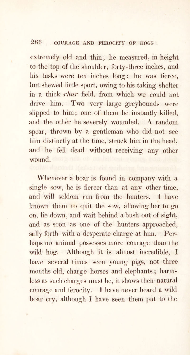 COURAGE AND FEROCITY OF HOGS extremely old and thin; he measured, in height to the top of the shoulder, forty-three inches, and his tusks were ten inches long; he was fierce, but shewed little sport, owing to his taking shelter in a thick rliur field, from which we could not drive him. Two very large greyhounds were slipped to him; one of them he instantly killed, and the other he severely wounded. A random spear, thrown by a gentleman who did not see him distinctly at the time, struck him in the head, and he fell dead without receiving any other wound. Whenever a boar is found in company with a single sow, he is fiercer than at any other time, and will seldom run from the hunters. I have f known them to quit the sow, allowing her to go on, lie down, and wait behind a bush out of sight, and as soon as one of the hunters approached, sally forth with a desperate charge at him. Per- haps no animal possesses more courage than the wild hog. Although it is almost incredible, I have several times seen young pigs, not three months old, charge horses and elephants; harm- less as such charges must be, it shows their natural courage and ferocity. I have nevei* heard a wild boar cry, although I have seen them put to the