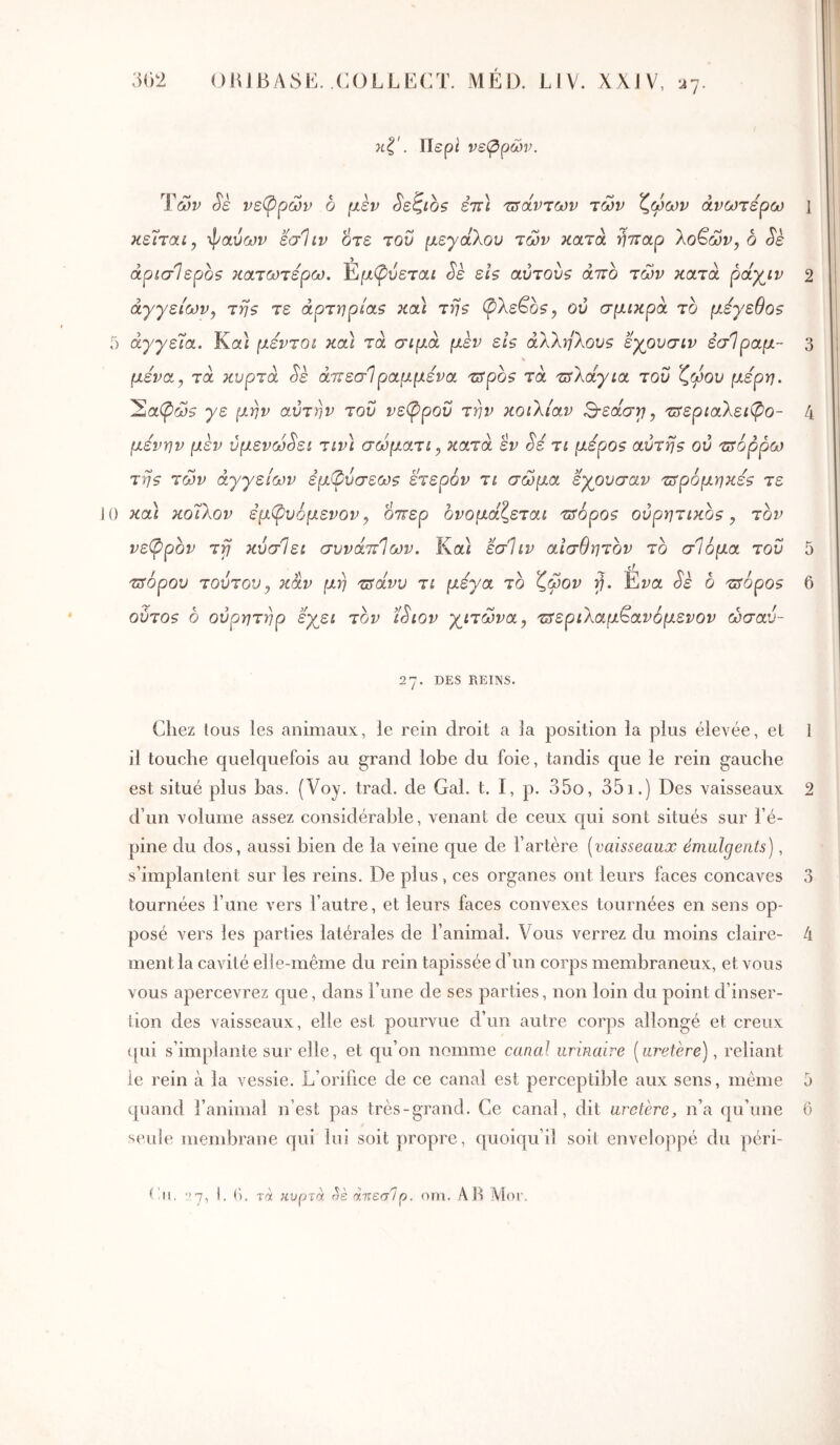 κζ'. Περί νεφρώΐκ Ύών Sè νε(Ρρών b μεν ^εζώ$ έττί τΰάντων των ζωων ανωτέρω ι κε'ΐται, -φανών εσΊιν οτε του μεγάλου των κατά ήπαρ λο^ών, δ Sè άρίσΙεροζ κατωτέρω. Έμφύεται Sè εΐζ αύτουζ άπο των κατά ράχ^ιν 2 αγγείων^ τήζ τε άρτηρίαζ κα\ τήζ φλε^ο?, ού σμίκρά το μέγεθοε 5 αγγεία. Καί μέντοί κα) τα σιμά μεν εΐ$ άλληλου5 εγρυσιν εσ1ραμ~ 3 μένα., τά κ^ρτα Sk άπεσΙραμμένα Tffpbs τα τΰλάγια του ζώου μέρη. 'Σαψώ? γε μήν αυτήν του νεφρού τήν κοιλίαν ^εάσγ, τπεριαλειφο- 4 μένην μεν ύμενω^ει τιν) σωματι„ κατά εν ^έ τι μέροζ αύτή$ ού τπόρρω τηζ των αγγείων έμφύσεω$ έτερόν τι σώμα εγουσαν ζτρόμηκέζ τε 10 καί κοίλον εμφυόμενον, οπερ ονομάζεται τπόροζ ουρητικό?, τον νεψρόν Trf κύσΊει συνάπΙων. Καί εσΐιν αισθητόν το σΙόμα του 5 τπόρου τούτου^ καν μή τΰάνυ τι μέγα το ζωον ή. Ει^α Sk ο τΰόρο? 6 ούτθ5 ο ούρητήρ εγει τόν ίέιον γιτώνα, τΰεριλαμ^ανόμενον ώσαύ- 2η. DES REINS. Chez tous les animaux, le rein droit a la position la plus élevée, et 1 il touche quelquefois au grand lobe du foie, tandis que le rein gauche est situé plus bas. (Voy. trad. de Gai. t, I, p. 35o, 351.) Des vaisseaux 2 d’un volume assez considérable, venant de ceux qui sont situés sur l’é- pine du dos, aussi bien de la veine que de l’artère [vaisseaux émulgerits), s’implantent sur les reins. De plus, ces organes ont leurs faces concaves 3 tournées l’une vers l’autre, et leurs faces convexes tournées en sens op- posé vers les parties latérales de l’animal. Vous verrez du moins claire- 4 ment la cavité elle-même du rein tapissée d’un corps membraneux, et vous vous apercevrez que, dans l’une de ses parties, non loin du point d’inser- tion des vaisseaux, elle est pourvue d’un autre corps allongé, et creux ([ui s’implante sur elle, et qu’on nomme canal urinaire [uretère), reliant le rein à la vessie. L’orifice de ce canal est perceptible aux sens, même 5 quand l’animal n’est pas très-grand. Ce canal, dit uretère, n’a qu’une 6 seule membrane qui lui soit propre, quoiqu’il soil enveloppé du péri- (’ii. ‘'7, t. (>. τά κυρτά ^εαητεσΊρ. (vni. Ab Mor.