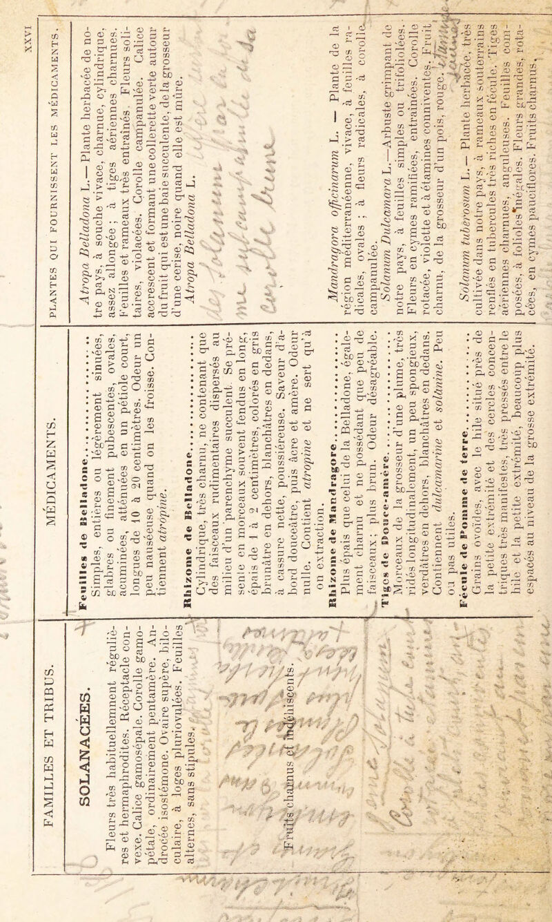 FAMILLES ET TRIBUS. MÉDICAMENTS. plantes qui fournissent i.es médicaments. O as tr. a a ^ .2^ ü .O E 43 O 43 O tS >-■ O O P 4P J-l _ 0^ O ^ O O ::i: ^ cü O • ^ O P c P g S '35 « C . P .2 P .S 43 P O <F s ao O cC O O c:} O & . f- oj P (D -H ^ O P S Cl (0) CO fH C O 0^ O O 4^ 0) 5 ^ CO C . a:) ’w O O îi:) CO cj H ^ >pi ^ O ^ 'C N S q;) CO ^ 2 ^ cc O ‘o:) b£> O % <D O O O ^ l=:| ^ P to P Cf) ë-i’C 33 ' .■p O S “J .S ^ S 4 ‘ - -L À. O cC ^ J :i^' ■3» .At