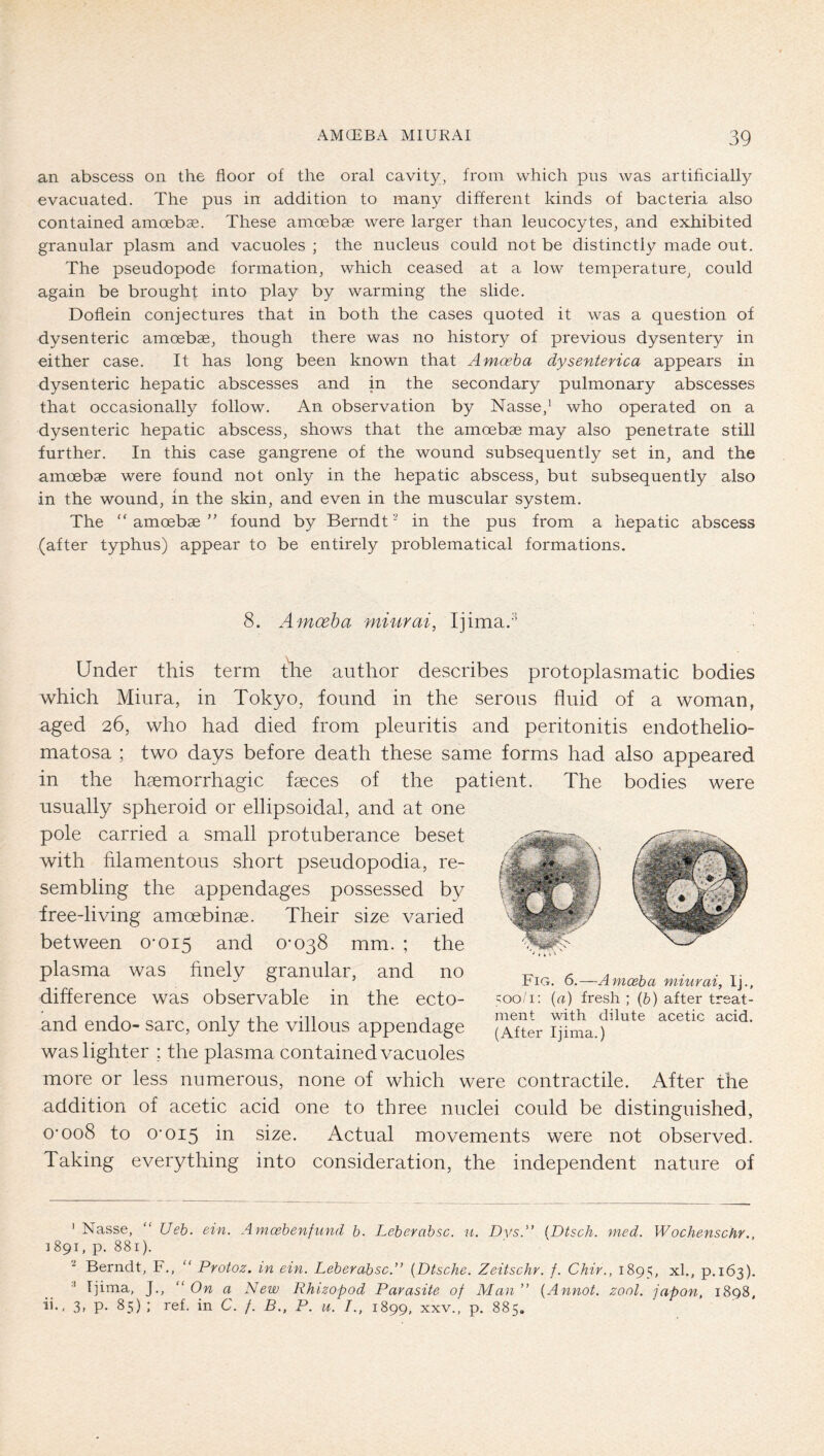 an abscess on the floor of the oral cavity, from which pus was artificially evacuated. The pus in addition to many different kinds of bacteria also contained amoebse. These amoebae were larger than leucocytes, and exhibited granular plasm and vacuoles ; the nucleus could not be distinctly made out. The pseudopode formation, which ceased at a low temperature, could again be brought into play by warming the slide. Doflein conjectures that in both the cases quoted it was a question of dysenteric amoebae, though there was no history of previous dysentery in either case. It has long been known that Amoeba dysenterica appears in dysenteric hepatic abscesses and in the secondary pulmonary abscesses that occasionally follow. An observation by Nasse,^ who operated on a dysenteric hepatic abscess, shows that the amoebae may also penetrate still further. In this case gangrene of the wound subsequently set in, and the amoebae were found not only in the hepatic abscess, but subsequently also in the wound, in the skin, and even in the muscular system. The “ amoebae ” found by Berndt - in the pus from a hepatic abscess (after typhus) appear to be entirely problematical formations. 8. Amoeba miurai, Ijima. Under this term the author describes protoplasmatic bodies which Miura, in Tokyo, found in the serous fluid of a woman, aged 26, who had died from pleuritis and peritonitis endothelio- matosa ; two days before death these same forms had also appeared in the haemorrhagic faeces of the patient. The bodies were usually spheroid or ellipsoidal, and at one pole carried a small protuberance beset with filamentous short pseudopodia, re- sembling the appendages possessed by free-living amoebinae. Their size varied between 0-015 and 0-038 mm. ; the plasma was finely granular, and no difference was observable in the ecto- and endo- sarc, only the villous appendage was lighter ; the plasma contained vacuoles more or less numerous, none of which were contractile. After the addition of acetic acid one to three nuclei could be distinguished, 0-008 to 0-015 ia size. Actual movements were not observed. Taking everything into consideration, the independent nature of ' Nasse,  Ueh. ein. Amcehenfund b. Leherabsc. n. Dvs.'’ {Dtsch. med. Wochenschr., 1891, p. 881). ^ Berndt, F., “ Protoz. in ein. Leberabsc.” {Dtsche. Zeitschr. f. Chir., 1895, xl., p.163). ■* Tjima, J., “On a New Rhizopod Parasite of Man” {Annot. zool. japon, 1898, ii., 3, p. 85) ; ref. in C. /. B., P. u. /., 1899, xxv., p. 885. Fig. 6.—Amoeba miurai, Ij., soo/i: {a) fresh ; (&) after treat- ment with dilute acetic acid. (After Ijima.)