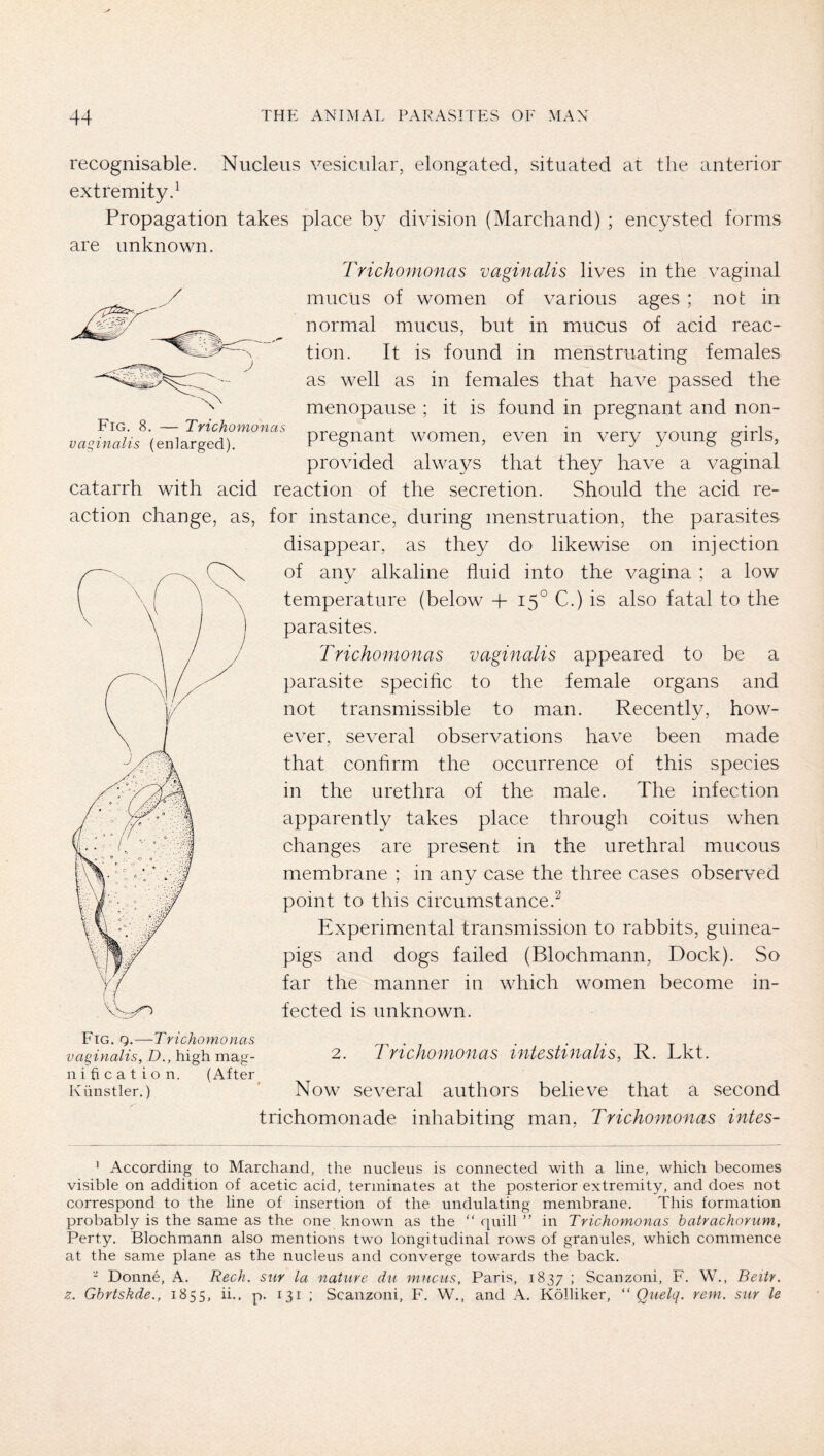 X Fig. 8. — Trichomonas vaginalis (enlarged). recognisable. Nucleus vesicular, elongated, situated at the anterior extremity.^ Propagation takes place by division (Marchand) ; encysted forms are unknown. Trichomonas vaginalis lives in the vaginal mucus of women of various ages ; not in normal mucus, but in mucus of acid reac- tion. It is found in menstruating females as well as in females that have passed the menopause ; it is found in pregnant and non- pregnant women, even in very young girls, provided alwa3^s that they have a vaginal catarrh with acid reaction of the secretion. Should the acid re- action change, as, for instance, during menstruation, the parasites disappear, as they do likewise on injection of any alkaline fluid into the vagina ; a low temperature (below 4- 15° C.) is also fatal to the parasites. Trichomonas vaginalis appeared to be a parasite speciflc to the female organs and not transmissible to man. Recently, how- ever, several observations have been made that confirm the occurrence of this species in the urethra of the male. The infection apparently takes place through coitus when changes are present in the urethral mucous membrane ; in any case the three cases observed point to this circumstance.^ Experimental transmission to rabbits, guinea- pigs and dogs failed (Blochmann, Dock). So far the manner in which women become in- fected is unknown. vaginalis, D., high mag- nification. (After Künstler.) 2. Trichomonas intestinalis, R. Lkt. Now several authors believe that a second trichomonade inhabiting man, Trichomonas intes- ’ According to Marchand, the nucleus is connected with a line, which becomes visible on addition of acetic acid, terminates at the posterior extremity, and does not correspond to the line of insertion of the undulating membrane. This formation probably is the same as the one known as the “ quill in Trichomonas batrachorum, Perty. Blochmann also mentions two longitudinal rows of granules, which commence at the same plane as the nucleus and converge towards the back. “ Donne, A. Rech. sur la nature du mucus, Paris, 1837 ; Scanzoni, F. W., Beitv, z. Gbrtskde., 1855, ii.. p. 131 ; Scanzoni, F. W., and A. Kölliker, “ Quelq. rent, sur le