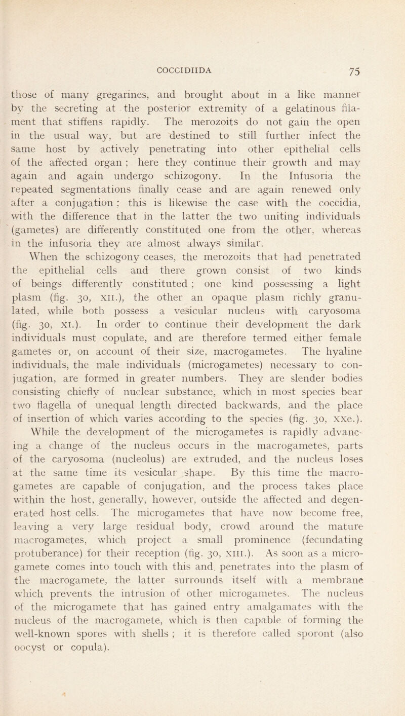 those of many gregarmes, and brought about in a like manner by the secreting at the posterior extremity of a gelatinous fila- ment that stiffens rapidly. The merozoits do not gain the open in the usual way, but are destined to still further infect the same host by actively penetrating into other epithelial cells of the affected organ ; here they continue their growth and may again and again undergo schizogony. In the Infusoria the repeated segmentations finally cease and are again renewed only after a conjugation; this is likewise the case with the coccidia, with the difference that in the latter the two uniting individuals (gametes) are differently constituted one from the other, whereas in the infusoria they are almost always similar. When the schizogony ceases, the merozoits that had penetrated the epithelial cells and there grown consist of two kinds of beings differently constituted ; one kind possessing a light plasm (fig. 30, XII.), the other an opaque plasm richly granu- lated, while both possess a vesicular nucleus with caryosoma (fig. 30, XI.). In order to continue their development the dark individuals must copulate, and are therefore termed either female gametes or, on account of their size, macrogametes. The hyaline individuals, the male individuals (microgametes) necessary to con- jugation, are formed in greater numbers. They are slender bodies consisting chiefly of nuclear substance, which in most species bear two flagella of unequal length directed backwards, and the place of insertion of which varies according to the species (fig. 30, xxe.). While the development of the microgametes is rapidly advanc- ing a change of the nucleus occurs in the macrogametes, parts of the caryosoma (nucleolus) are extruded, and the nucleus loses at the same time its vesicular shape. By this time the macro- gametes are capable of conjugation, and the process takes place within the host, generally, however, outside the affected and degen- erated host cells. The microgametes that have now become free, leaving a very large residual body, crowd around the mature macrogametes, which project a small prominence (fecundating protuberance) for their reception (fig. 30, xiii.). As soon as a micro- gamete comes into touch with this and. penetrates into the plasm of the macrogamete, the latter surrounds itself with a membrane which prevents the intrusion of other microgametes. The nucleus of the microgamete that has gained entry amalgamates with the nucleus of the macrogamete, which is then capable of forming the well-known spores with shells ; it is therefore called sporont (also oocyst or copula).