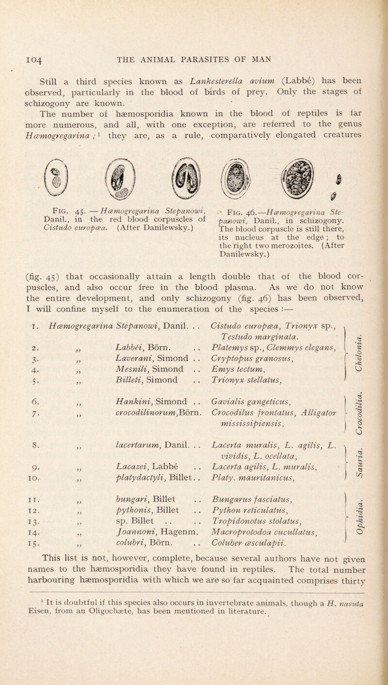 Still a third species known as Lankesterella avium (Labbe) has been observed, particularly in the blood of birds of prey. Only the stages of schizogony are known. The number of hsemosporidia known in the blood of reptiles is far more numerous, and all, with one exception, are referred to the genus HcBmogregarina ; ^ they are, as a rule, comparatively elongated creatures Fig. 45. —Hcsmogregarina Stepanowi, . piG. 46.—HcBmogregarhia Ste- Danil., in the red blood corpuscles of pcmowi, Danil., in schizogony. Cistudo europcBa. (After Danilewsky.) The blood corpuscle is still there, its nucleus at the edge ; to the right two merozoites. (After Danilewsky.) (fig. 45) that occasionally attain a length double that of the blood cor- puscles, and also occur free in the blood plasma. As we do not know the entire development, and only schizogony (fig. 46) has been observed, T will confine myself to the enumeration of the species :— I. HCBmogregarina Stepanowi^ Danil. . . Cistudo europcBUy Trionyx sp.. Testudo marginata. 2. yy Labhei, Born. Platemys sp., Clemmys eleganSy § Y 0 3- y y Laveraniy Simond . . Cryptopus granosus, 4- yy Mesniliy Simond Emys tectum. 0 5- yy Billetiy Simond Trionyx stellatuSy 6. yy Hankiniy .Simond . . Gavialis gangeticus, * ^ 7- yy cr 0 CO dilinor urn yBörn. Crocodilus frontatuSy Alligator mississipiensis y } 0 0 8. y y lacertarumy Danil. . . Lacerta muraliSy L. agiliSy L. vividiSy L. ocellatay 1 9- yy Lacazeiy Labbe Lacerta agiliSy L. muralis. § 10. yy platydactyliy Billet. . Platy. mauritanicusy 1/5 II. yy hungariy Billet Bungarus fasciatuSy 12. yy pythoniSy Billet Python reticulatus y 13- y y sp. Billet Tropidonotus stolatuSy \ ^ 14. yy Joannoniy Hagenm. Macroprotodoa cucullatusy 15- yy coluhriy Born. Coluber cBsculapii. This list is not, however, complete, because several authors have not given names to the haemosporidia they have found in reptiles. The total number harbouring haemosporidia with which we are so far acquainted comprises thirty ‘ It is doubtful if this species also occurs in invertebrate animals, though a H. nasiita Eisen, from an Oligochsete, has been mentioned in literature.