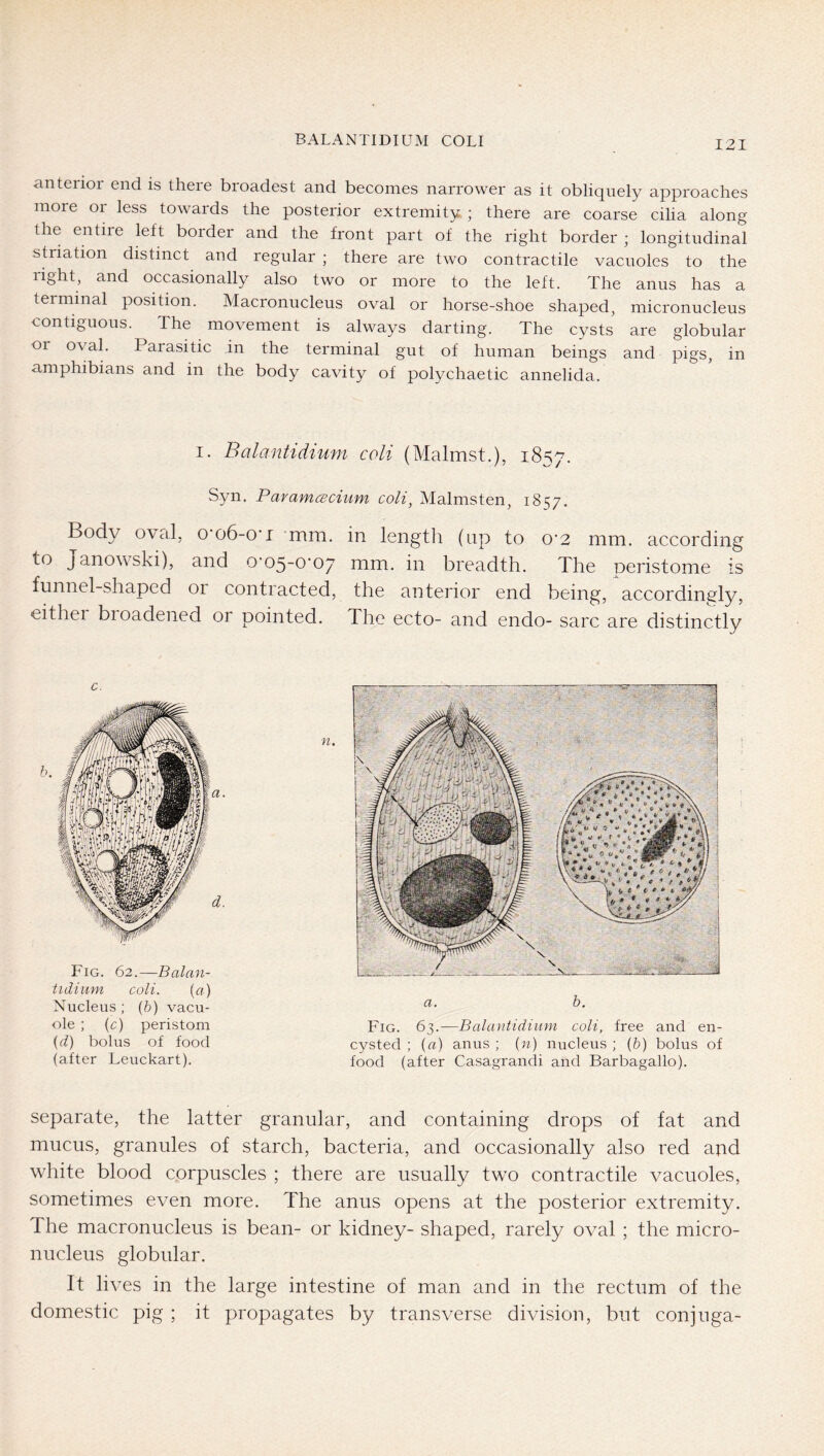 anterior end is there broadest and becomes narrower as it obliquely approaches more or less towards the posterior extremity ; there are coarse cilia along the entire left border and the front part of the right border ; longitudinal striation distinct and regular ; there are two contractile vacuoles to the light, and occasionally also two or more to the left. The anus has a terminal position. Macronucleus oval or horse-shoe shaped, micronucleus contiguous. The movement is always darting. The cysts are globular oi oval. Parasitic in the terminal gut of human beings and pigs, in amphibians and in the body cavity of polychaetic annelida. I. Balantidium coli (Malmst.), 18S7. Syn. ParamcBcium coli, Malmsten, 1857. Body oval, o o6-o‘i 'mm. in length (tip to 0*2 mm. according to Janowski), and 0’05-0’07 mm. in breadth. The peristome is funnel-shaped or contracted, the anterior end being, accordingly, eithei broadened or pointed. The ecto- and endo- sarc are distinctly c. Fig. 62.—Balan- tidium coli. {a) Nucleus ; (&) vacu- ole ; {c) peristom {d) bolus of food (after Leuckart). n. a. h. Fig. 6^.—-Balantidium coli, free and en- cysted ; {a) anus ; {n) nucleus ; (&) bolus of food (after Casagrandi and Barbagallo). separate, the latter granular, and containing drops of fat and mucus, granules of starch, bacteria, and occasionally also red and white blood corpuscles ; there are usually two contractile vacuoles, sometimes even more. The anus opens at the posterior extremity. The macronucleus is bean- or kidney- shaped, rarely oval ; the micro- nucleus globular. It lives in the large intestine of man and in the rectum of the domestic pig ; it propagates by transverse division, but conjnga-