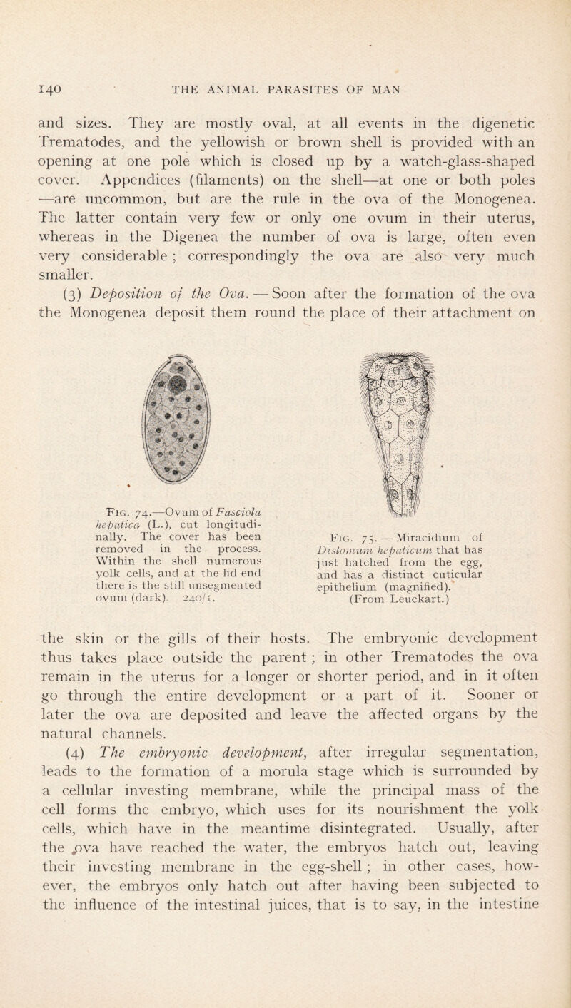 and sizes. They are mostly oval, at all events in the digenetic Trematodes, and the yellowish or brown shell is provided with an opening at one pole which is closed up by a watch-glass-shaped cover. Appendices (hlaments) on the shell—at one or both poles —are uncommon, but are the rule in the ova of the Monogenea. The latter contain very few or only one ovum in their uterus, whereas in the Digenea the number of ova is large, often even very considerable ; correspondingly the ova are also A’^ery much smaller. (3) Deposition of the Ova.—Soon after the formation of the ova the Monogenea deposit them round the place of their attachment on Fig, 74.—Ovum of Fasciola hepatica (L.), cut longitudi- nally. The cover has been removed in the process. Within the shell numerous yolk cells, and at the lid end there is the still unsegmented ovum (dark), 240/1. Fig. 75.—Miracidium of Distonium hepaticum that has just hatched from the egg, and has a distinct cuticular epithelium (magnified). (From Leuckart.) the skin or the gills of their hosts. The embryonic development thus takes place outside the parent; in other Trematodes the ova remain in the uterus for a longer or shorter period, and in it often go through the entire development or a part of it. Sooner or later the ova are deposited and leave the affected organs by the natural channels. (4) The embryonic development, after irregular segmentation, leads to the formation of a morula stage which is surrounded by a cellular investing membrane, while the principal mass of the cell forms the embryo, which uses for its nourishment the yolk cells, which have in the meantime disintegrated. Usually, after the /)va have reached the water, the embryos hatch out, leaving their investing membrane in the egg-shell ; in other cases, how- ever, the embryos only hatch out after having been subjected to the influence of the intestinal juices, that is to say, in the intestine