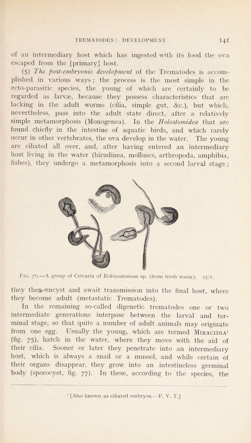 of an intermediary host which has ingested with its food the ova escaped from the [primary] host. (5) The post-emhryonic development of the Trematodes is accom- plished in various ways ; the process is the most simple in the ecto-parasitic species, the young of which are certainly to be regarded as larvae, because they possess characteristics that are lacking in the adult worms (cilia, simple gut, &c.), but which, nevertheless, pass into the adult state direct, after a relatively simple metamorphosis (Monogenea). In the Holostomidea that are found chiefly in the intestine of aquatic birds, and which rarely occur in other vertebrates, the ova develop in the water. The young are ciliated all over, and, after having entered an intermediary host living in the water (hirudinea, molluscs, arthropoda, amphibia, fishes), they undergo a metamorphosis into a second larval stage ; Fig. 76.—A group of Cercaria of Echinostomum sp. (from fresh water). 25/r. they theiT^encyst and await transmission into the final host, where they become adult (metastatic Trematodes). In the remaining so-called digenetic trematodes one or two intermediate generations interpose between the larval and ter- minal stage, so that quite a number of adult animals may originate from one egg. Usually the young, which are termed Miracidia^ (fig. 75), hatch in the water, where they move with the aid of their cilia. Sooner or later they penetrate into an intermediary host, which is always a snail or a mussel, and while certain of their organs disappear, they grow into an intestineless germinal body (sporocyst, fig. 77). In these, according to the species, the ‘ [Also known as ciliated embryos.—F. V. T.]