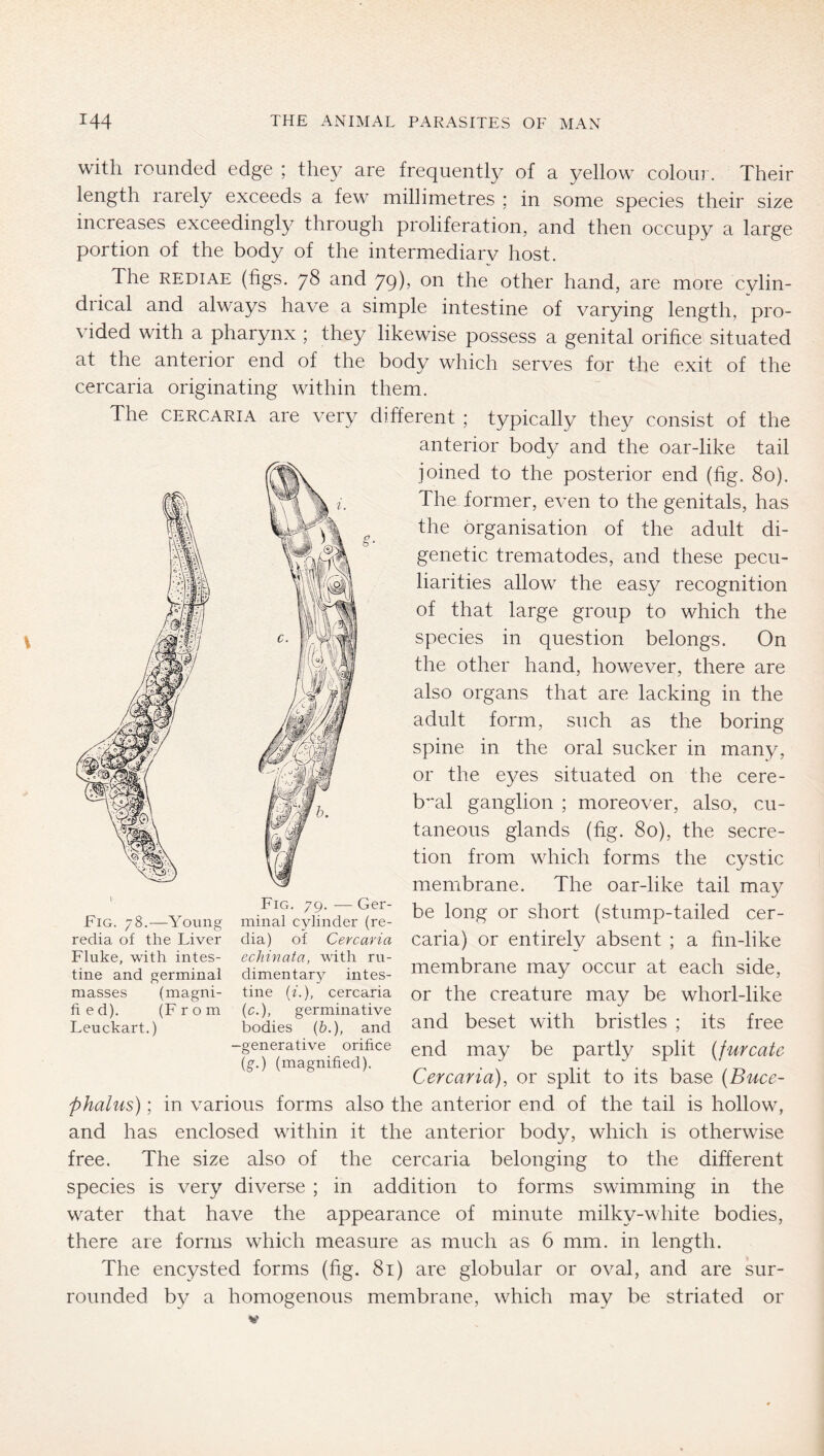 with rounded edge ; they are frequently of a yellow colour. Their length rarely exceeds a few millimetres ; in some species their size increases exceedingly through proliferation, and then occupy a large portion of the body of the intermediary host. The REDiAE (figs. 78 and yg), on the other hand, are more cylin- drical and always have a simple intestine of varying length, pro- vided with a pharynx ; they likewise possess a genital orifice situated at the anterior end of the body which serves for the exit of the cercaria originating within them. The CERCARIA are very different ; typically they consist of the anterior body and the oar-like tail joined to the posterior end (hg. 80). The former, even to the genitals, has the organisation of the adult di- genetic trematodes, and these pecu- liarities allow the eas}^ recognition of that large group to which the species in question belongs. On the other hand, however, there are also organs that are lacking in the adult form, such as the boring spine in the oral sucker in many, or the eyes situated on the cere- bral ganglion ; moreover, also, cu- taneous glands (fig. 80), the secre- tion from which forms the cystic membrane. The oar-like tail may be long or short (stump-tailed cer- redia of the Liver dia) of Cercaria caria) or entirely absent ; a fin-like Fluke, with intes- echinata, with ru- i x i • j tine and germinal dimentary intes- HlCTHbrane may OCCUr at each side, masses (magni- tine ii.), cercaria or the creature may be wliorl-like tied). (From ic.), germinative , . , i r Leuckart.) bodies (5.), and and beset With bnstles ; its free -generative orifice may be partly split (furcate Cercaria), or split to its base (Buce- phalus) ; in various forms also the anterior end of the tail is hollow, and has enclosed within it the anterior body, which is otherwise free. The size also of the cercaria belonging to the different species is very diverse ; in addition to forms swimming in the water that have the appearance of minute milky-white bodies, there are forms which measure as much as 6 mm. in length. The encysted forms (fig. 81) are globular or oval, and are sur- rounded by a homogenous membrane, which may be striated or Fig. 79. — Ger- Fig. 78.—Young minal cylinder (re-