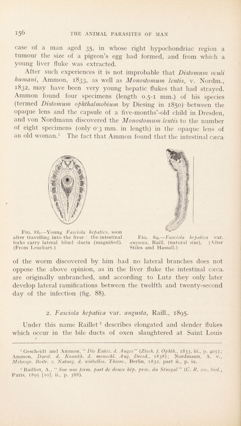 case of a man aged 35, in whose right hypochondriac region a tumour the size of a pigeon’s egg had formed, and from which a young liver fluke was extracted. After such experiences it is not improbable that Distomum oculi humani, Ammon, 1833, as well as Monostomum lentis, v. Nordm., 1832, may have been very young hepatic flukes that had strayed. Ammon found four specimens (length 0.5-1 mm.) of his species (termed Distomum ophthalmohium by Diesing in 1850) between the opaque lens and the capsule of a five-months’-old child in Dresden, and von Nordmann discovered the Monostomum lentis to the number of eight specimens (only 0'3 mm. in length) in the opaque lens of an old woman.^ The fact that Ammon found that the intestinal caeca Fig. 88.—-Young Fasciola hepatica, soon after travelling into the liver : the intestinal Fig. 89.—Fasciola hepatica var. forks carry lateral blind ducts (magnified). angusla, Raill. (natural size). (After (From Leuckart.) Stiles and Hassall.) of the worm discovered by him had no lateral branches does not oppose the above opinion, as in the liver fluke the intestinal cteca are originally unbranched, and according to Lutz they only later develop lateral ramifications between the twelfth and twenty-second day of the infection (fig. 88). 2. Fasciola hepatica var. angusta, Raill., 1895. Under this name Raillet ^ describes elongated and slender flukes which occur in the bile ducts of oxen slaughtered at Saint Louis ‘ Gescheidt and Ammon, “ Die Entoz. d. Auges” {Zisch. /. Ophth., 1833, iii., p. 405); Ammon, Darst. d. Krankh. d. menschl. Aug. Dresd., 1838); Nordmann, A. v., Mikrogr. Beitr. z. Natiirg. d. wirbellos. Thieve., Berlin, 1832, part ii., p. ix. - Railliet, A., “ Snr line form, part de dome hep. prov. du Senegal ” (C. R. soc. hiol., Paris, 1895 [10], ii., p. 388).