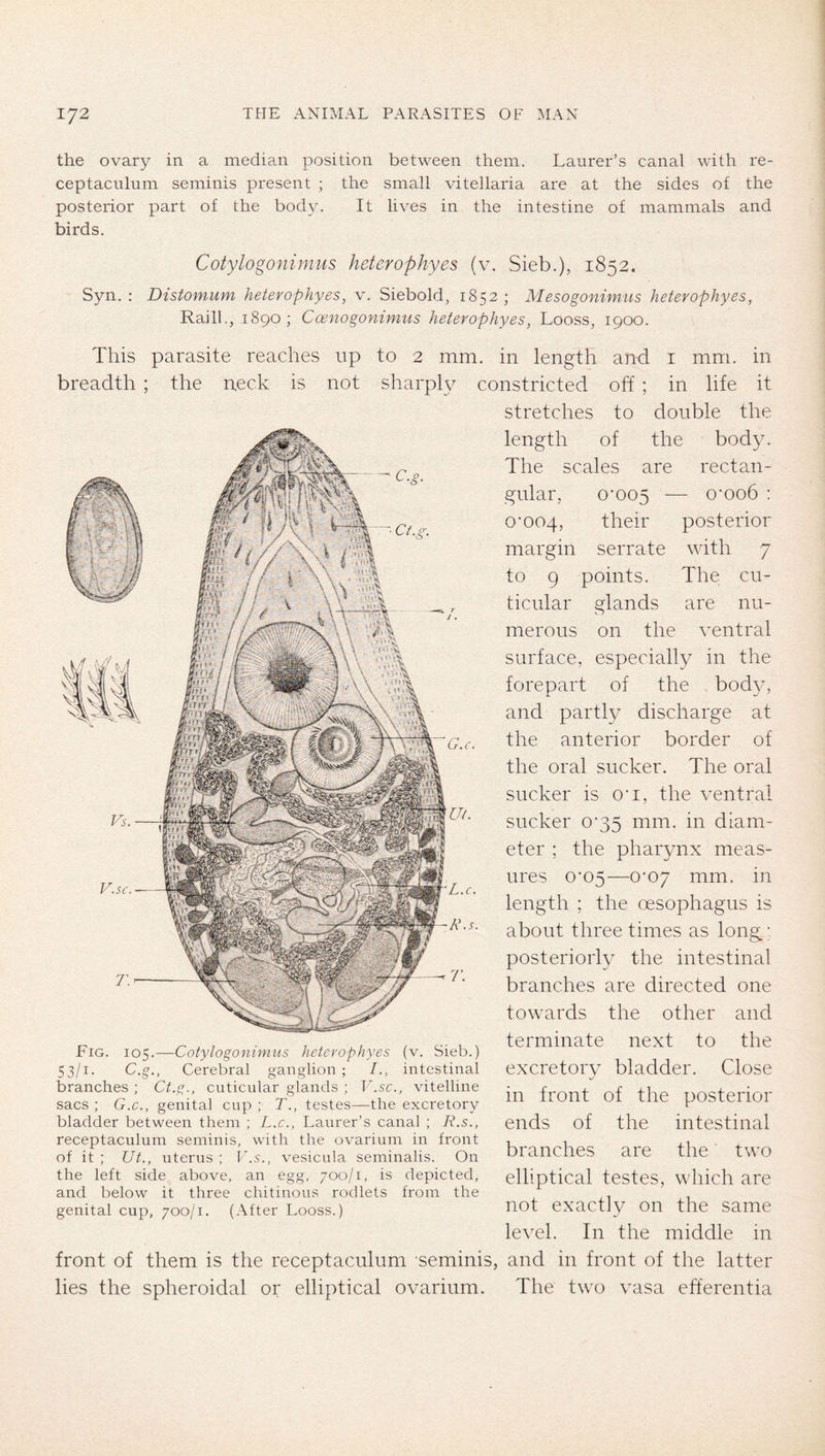 the ovary in a median position between them. Laurer’s canal with re- ceptaciilum seminis present ; the small vitellaria are at the sides of the posterior part of the body. It lives in the intestine of mammals and birds. Cotylogonimus heterophyes (v. Sieb.), 1852. Syn. : Distomum heterophyes, v. Siebold, 1852; Mesogonimus heterophyes, Rail!., 1890; Coenogonimus heterophyes, Looss, 1900. This parasite reaches up to 2 mm. in length and i mm. in breadth ; the neck is not sharply constricted off ; in life it stretches to double the Fig. 105.—Cotylogonimus heterophyes (v. Sieb.) 53/1. C.g., Cerebral ganglion ; intestinal branches ; Ct.g., cuticular glands ; F.5c., vitelline sacs ; G.C., genital cup ; T., testes—the excretory bladder between them ; L.c., Laurer’s canal ; R.s., receptaciilum seminis, with the ovarium in front of it ; Ut., uterus ; V.s., vesicula seminalis. On the left side above, an egg, 700/1, is depicted, and below it three chitinous rodlets from the genital cup, 700/1. (After Looss.) length of the body. The scales are rectan- gular, O'005 — O'006 : 0'004, their posterior margin serrate with 7 to 9 points. The cu- ticular glands are nu- merous on the ventral surface, especially in the forepart of the body, and partly discharge at the anterior border of the oral sucker. The oral sucker is O'l, the ventral sucker 0'35 mm. in diam- eter ; the pharynx meas- ures O'05—0'07 mm. in length ; the oesophagus is about three times as long ;, posteriorly the intestinal branches are directed one towards the other and terminate next to the excretory bladder. Close in front of the posterior ends of the intestinal branches are the two elliptical testes, which are not exactly on the same level. In the middle in front of them is the receptaculum seminis, and in front of the latter lies the spheroidal or elliptical ovarium. The two vasa efferentia