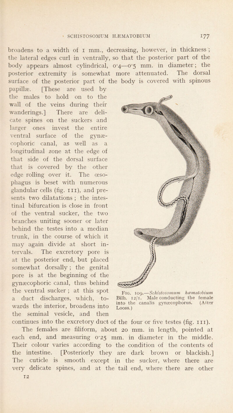 broadens to a width of i mm., decreasing, however, in thickness ; the lateral edges curl in ventrally, so that the posterior part of the body appears almost cylindrical, 0‘4—0*5 mm. in diameter; the posterior extremity is somewhat more attenuated. The dorsal surface of the posterior part of the body is covered with spinous papillae. [These are used by the males to hold on to the wall of the veins during their wanderings.] There are deli- cate spines on the suckers and larger ones invest the entire ventral surface of the gynae- cophoric canal, as well as a longitudinal zone at the edge of that side of the dorsal surface that is covered by the other edge rolling over it. The oeso- phagus is beset with numerous glandular cells (fig. iii), and pre- sents two dilatations ; the intes- tinal bifurcation is close in front of the ventral sucker, the two branches uniting sooner or later behind the testes into a median trunk, in the course of which it may again divide at short in- tervals. The excretory pore is at the posterior end, but placed somewhat dorsally; the genital pore is at the beginning of the gynsecophoric canal, thus behind the ventral sucker ; at this spot a duct discharges, which, to- wards the interior, broadens into the seminal vesicle, and then continues into the excretory duct of the four or five testes (fig. in). The females are filiform, about 20 mm. in length, pointed at each end, and measuring 0'25 mm. in diameter in the middle. Their colour varies according to the condition of the contents of the intestine. [Posteriorly they are dark brown or blackish.] The cuticle is smooth except in the sucker, where there are very delicate spines, and at the tail end, where there are other Fig. 109.—Schistosomum hcsmatohium Bilh. 12/1. Male conducting the female into the canalis gynsecophorus. (After Looss.) T2