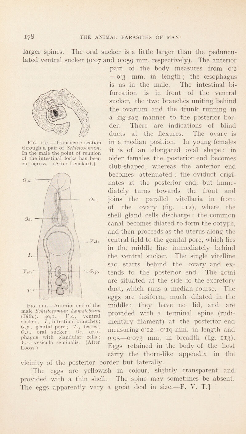 Fig. no.—Transverse section through a pair of Schistosomum. In the male the point of reunion of the intestinal forks has been cut across. (After Leuckart.) Oe. larger spines. The oral sucker is a little larger than the peduncu- lated ventral sucker (0’07 and 0*059 iTim. respectively). The anterior part of the body measures from 0*2 —0*3 mm. in length ; the oesophagus is as in the male. The intestinal bi- furcation is in front of the ventral sucker, the Two branches uniting behind the ovarium and the trunk running in a zig-zag manner to the posterior bor- der. There are indications of blind ducts at the flexures. The ovary is in a median position. In young females it is of an elongated oval shape ; in older females the posterior end becomes club-shaped, whereas the anterior end becomes attenuated ; the oviduct origi- nates at the posterior end, but imme- diately turns towards the front and joins the parallel vitellaria in front of the ovary (fig. 112), where the shell gland cells discharge ; the common canal becomes dilated to form the ootype, and then proceeds as the uterus along the central held to the genital pore, which lies in the middle line immediately behind the ventral sucker. The single vitelline sac starts behind the ovary and ex- tends to the posterior end. The acini are situated at the side of the excretory duct, which runs a median course. The eggs are fusiform, much dilated in the middle; they have no lid, and are provided with a terminal spine (rudi- mentary filament) at the posterior end measuring o*i2—0*19 mm. in length and 0*05—0*073 mm. in breadth (flg. 113). Eggs retained in the body of the host carry the thorn-like appendix in the vicinity of the posterior border but laterally. [The eggs are yellowish in colour, slightly transparent and provided with a thin shell. The spine may sometimes be absent. The eggs apparently vary a great deal in size.—F. V. T.] F.s, G.p. Fig. III.—Anterior end of the male Schistosomum hcsmcitobium (Bilh.). 40/1. F.5., ventral sucker ; I., intestinal branches; G.p., genital pore ; T., testes ; O.S., oral sucker ; Oe., oeso- phagus with glandular cells ; F.S., vesicula seminalis. (After Looss.)