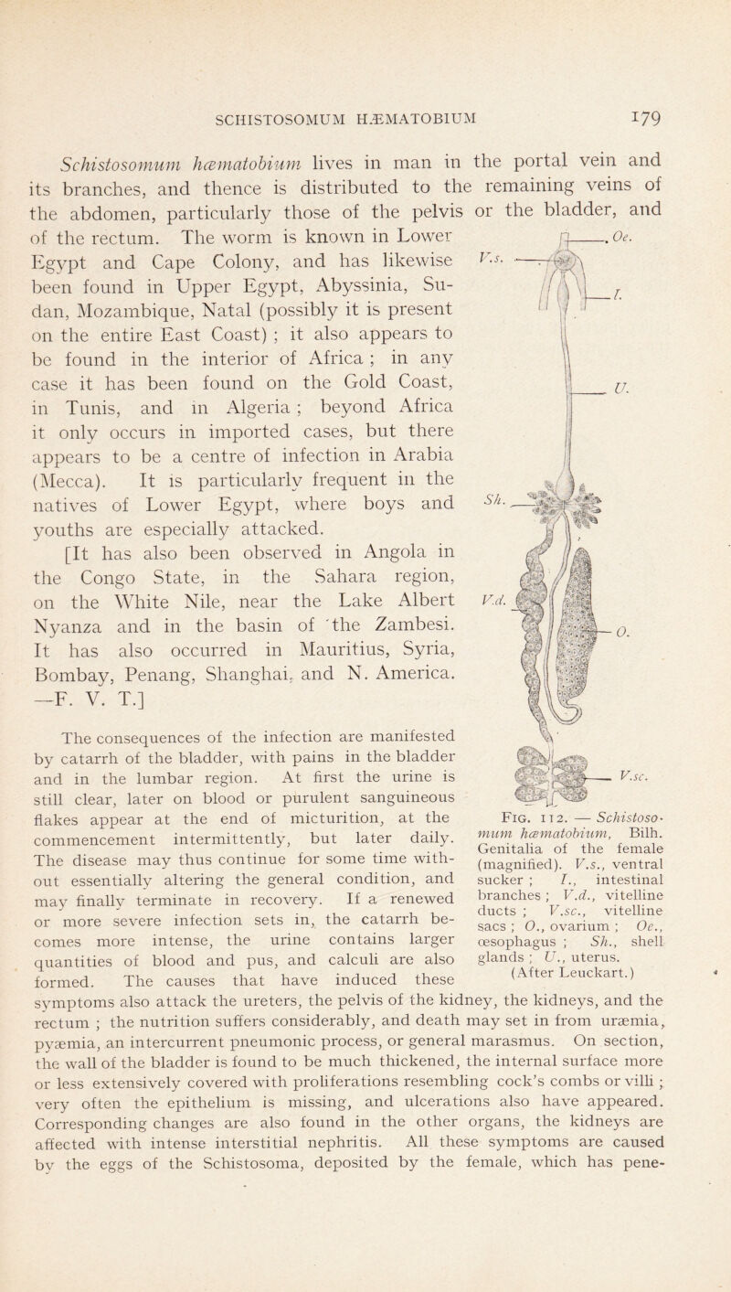 Schistosomuni hcematobium lives in man in the portal vein and its branches, and thence is distributed to the remaining veins of the abdomen, particularly those of the pelvis or the bladder, and of the rectum. The worm is known in Lower Egypt and Cape Colony, and has likewise been found in Upper Egypt, Abyssinia, Su- dan, Mozambique, Natal (possibly it is present on the entire East Coast) ; it also appears to be found in the interior of Africa ; in any case it has been found on the Gold Coast, in Tunis, and m Algeria ; beyond Africa it only occurs in imported cases, but there appears to be a centre of infection in Arabia (^lecca). It IS particularly frequent in the natives of Lower Egypt, where boys and youths are especially attacked. [It has also been observed in Angola in the Congo State, in the Sahara region, on the White Nile, near the Lake Albert Nyanza and in the basin of The Zambesi. It has also occurred in Mauritius, Syria, Bombay, Penang, Shanghai, and N. America. —F. V. T.] The consequences of the infection are manifested by catarrh of the bladder, with pains in the bladder and in the lumbar region. At first the urine is still clear, later on blood or purulent sanguineous flakes appear at the end of micturition, at the commencement intermittently, but later daily. The disease may thus continue for some time with- out essentially altering the general condition, and ma}^ finally terminate in recovery. If a renewed or more severe infection sets in, the catarrh be- comes more intense, the urine contains larger quantities of blood and pus, and calculi are also formed. The causes that have induced these symptoms also attack the ureters, the pelvis of the kidney, the kidneys, and the rectum ; the nutrition suffers considerably, and death may set in from uraemia,, pyaemia, an intercurrent pneumonic process, or general marasmus. On section, the wall of the bladder is found to be much thickened, the internal surface more or less extensively covered with proliferations resembling cock’s combs or villi very often the epithelium is missing, and ulcerations also have appeared. Corresponding changes are also found in the other organs, the kidneys are affected with intense interstitial nephritis. All these symptoms are caused by the eggs of the Schistosoma, deposited by the female, which has pene- Fig. it2. —SchistosO' mum hcBmatohium, Bilh. Genitalia of the female (magnified). V.s., ventral sucker ; I., intestinal branches ; V.d., vitelline ducts ; V.sc., vitelline sacs ; 0., ovarium ; Oe., oesophagus ; Sh., shell glands ; U., uterus. (After Leuckart.)