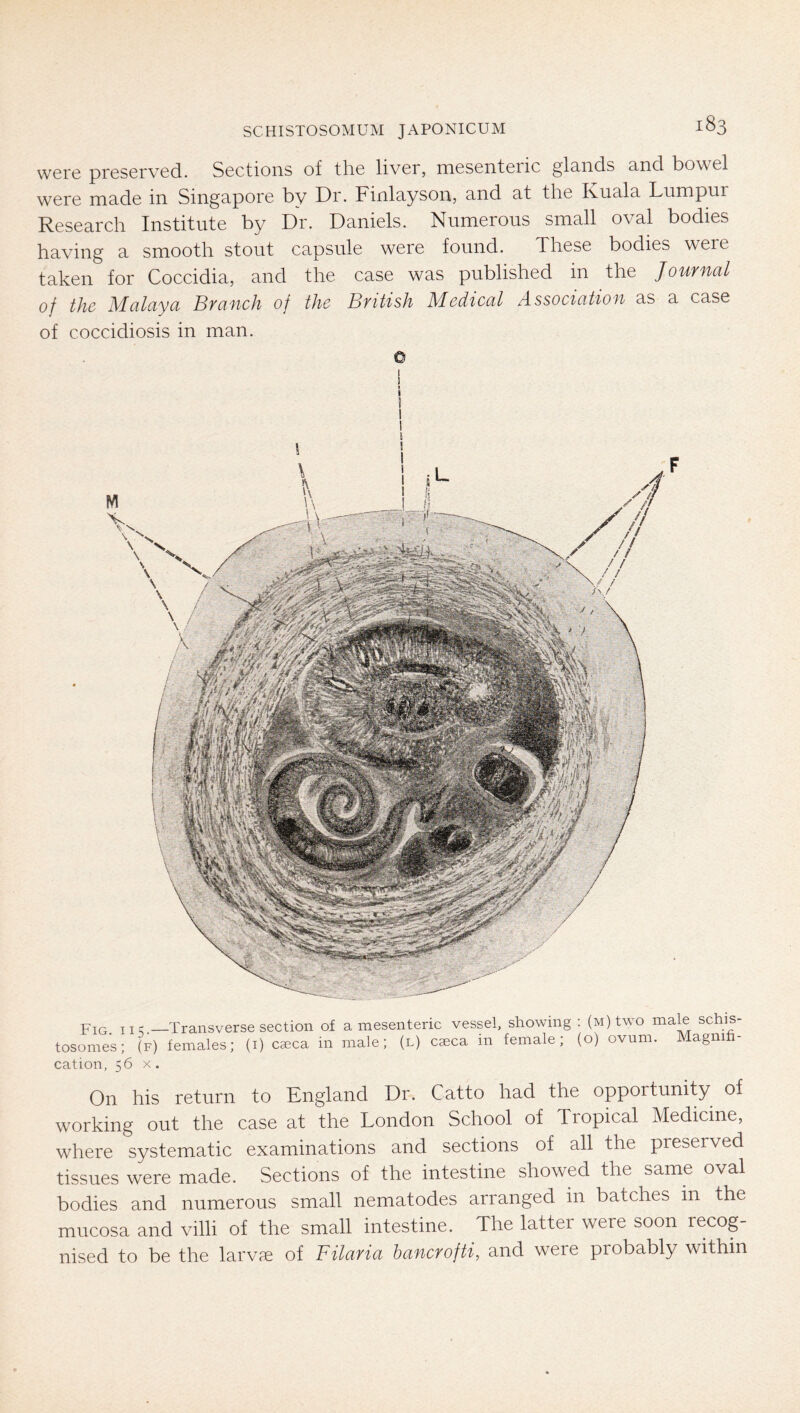 were prcsGrv'ed. SGctions of the liver, meseiiteiic glands and bowel were made in Singapore by Dr. Finlayson, and at the Ivuala Lumpur Research Institute by Dr. Daniels. Numerous small oval bodies having a smooth stout capsule were found. These bodies were taken for Coccidia, and the case was published in the Journal of the Malaya Branch of the British Medical Association as a case of coccidiosis in man. Fig. II V—Transverse section of a mesenteric vessel, showing ; (M)two male schis- tosomes; (f) females; (i) caeca in male; (l) caeca in female; (o) ovum. Magnifi- cation, 56 X. On his return to England Dr. Catto had the opportunity of working out the case at the London School of Tropical Medicine, where systematic examinations and sections of all the preserved tissues were made. Sections of the intestine showed the same oval bodies and numerous small nematodes arranged in batches in the mucosa and villi of the small intestine. The latter were soon recog- nised to be the larvae of Filaria bancrofti, and were probably within