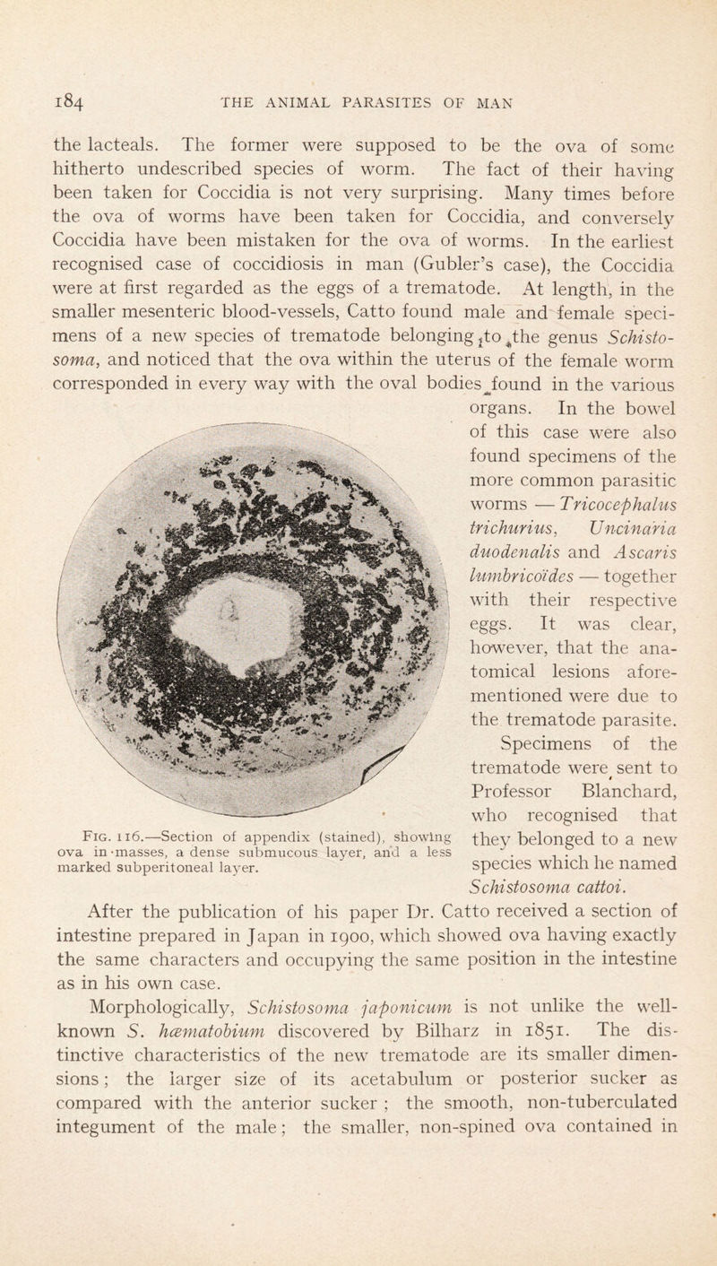 the lacteals. The former were supposed to be the ova of some hitherto undescribed species of worm. The fact of their having been taken for Coccidia is not very surprising. Many times before the ova of worms have been taken for Coccidia, and conversel}^ Coccidia have been mistaken for the ova of worms. In the earliest recognised case of coccidiosis in man (Gubler’s case), the Coccidia were at first regarded as the eggs of a t remat ode. At length, in the smaller mesenteric blood-vessels, Catto found male and* female speci- mens of a new species of trematode belonging .to _^the genus Schisto- soma, and noticed that the ova within the uterus of the female worm corresponded in every way with the oval bodies^found in the various organs. In the bowel were also found specimens of the more common parasitic worms —Tricocephalus trichurius, Uncinana duodenalis and Ascaris hmihricdides — together with their respective eggs. It was clear, however, that the ana- tomical lesions afore- mentioned were due to the trematode parasite. Specimens of the trematode were sent to t Professor Blanchard, who recognised that they belonged to a new species which he named Schistosoma cattoi. After the publication of his paper Dr. Catto received a section of intestine prepared in Japan in igoo, which showed ova having exactly the same characters and occupying the same position in the intestine as in his own case. Morphologically, Schistosoma japonicum is not unlike the well- known 5. hcBmatohium discovered by Bilharz in 1851. The dis- tinctive characteristics of the new trematode are its smaller dimen- sions ; the larger size of its acetabulum or posterior sucker as compared with the anterior sucker ; the smooth, non-tuberculated integument of the male; the smaller, non-spined ova contained in Fig. 116.—Section of appendix (stained), showing ova in-masses, a dense submucous layer, and a less marked subperitoneal layer.