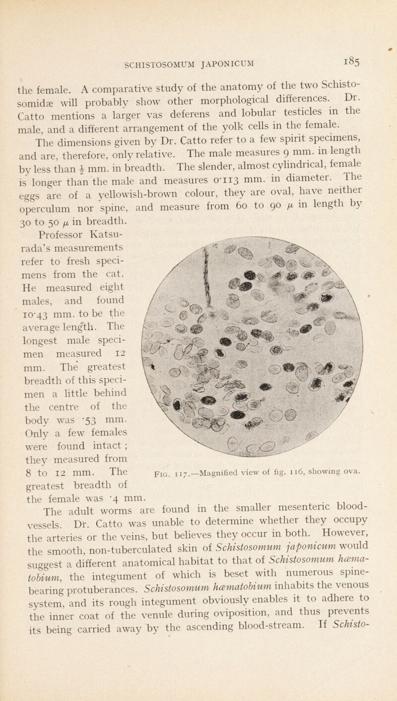 the female. A comparative study of the anatomy of the two Schisto- somid« will probably show other morphological differences. Dr. Catto mentions a larger vas deferens and lobular testicles in the male, and a different arrangement of the yolk cells in the female. The dimensions given by Dr. Catto refer to a few spirit specimens, and are, therefore, only relative. The male measures 9 mm. in length by less than i mm. in breadth. The slender, almost cylindrical, female is longer than the male and measures 0*113 mm. in diameter. The eggs are of a yellowish-brown colour, they are oval, have neither operculum nor spine, and measure from 60 to 90 in length by 30 to 50 ijb in breadth. Professor Katsu- rada’s measurements refer to fresh speci- mens from the cat. He measured eight males, and found 10*43 mm. to be the average length. The longest male speci- men measured 12 mm. The greatest breadth of this speci- men a little behind the centre of the body was *53 mm. Only a few females were found intact ; they measured from 9 8 to 12 mm. The piG. 117.—Magnified view of fig. 116, showing ova. greatest breadth of the female was *4 mm. . The adult worms are found in the smallei mesenteric blood- vessels. Dr. Catto was unable to determine whether they occupy the arteries or the veins, but believes they occur in both. However, the smooth, non-tuberculated skin of Schistosomuni japontcum would suggest a different anatomical habitat to that of Schistosomuni hcema- tobium, the integument of which is beset with numerous spine- bearing protuberances. Schistosomum hamatoUum inhabits the venous system, and its rough integument obviously enables it to adhere to the inner coat of the venule during oviposition, and thus prevents its being carried away by the ascending blood-stieam. If Schisio-