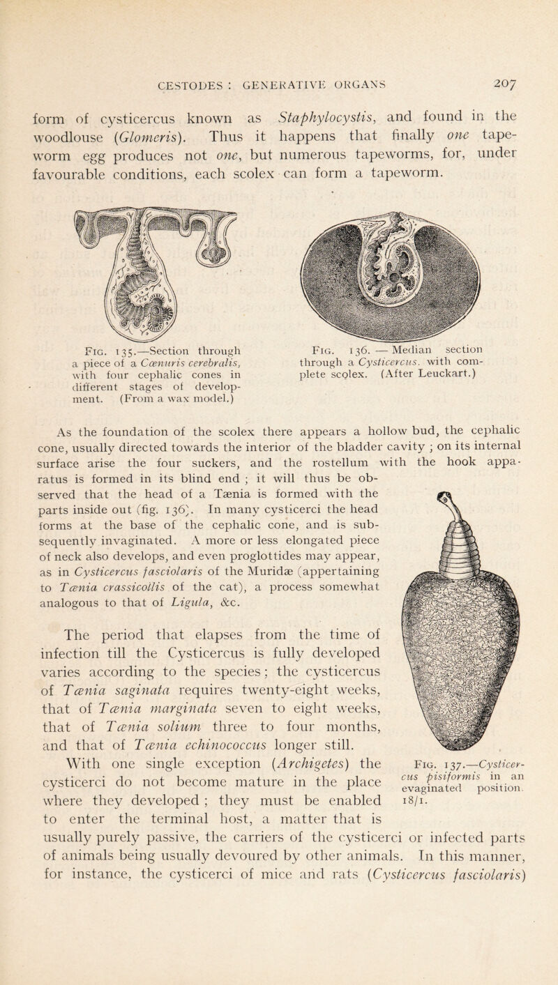 form of Cysticercus known as Staphylocystis, and found in the woodlouse {Glomeris). Thus it happens that finally one tape- worm egg produces not one, but numerous tapeworms, for, under favourable conditions, each scolex can form a tapeworm. Fig. 135.—Section through a piece of a Cosnuris cerehralis, with four cephalic cones in different stages of develop- ment. (From a wax model.) Fig. 136. —Median section through a Cysticercus, with com- plete scolex. (After Leuckart.) As the foundation of the scolex there appears a hollow bud, the cephalic cone, usually directed towards the interior of the bladder cavity ; on its internal surface arise the four suckers, and the rostellum with the hook appa- ratus is formed in its blind end ; it will thus be ob- served that the head of a Taenia is formed with the parts inside out (fig. 136^ In many cysticerci the head forms at the base of the cephalic cone, and is sub- sequently invaginated. A more or less elongated piece of neck also develops, and even proglottides may appear, as in Cysticercus fasciolaris of the Muridae (appertaining to Tcenia crassicoilis of the cat), a process somewhat analogous to that of Ligula, &c. The period that elapses from the time of infection till the Cysticercus is fully developed varies according to the species; the cysticercus of Tcenia saginata requires twenty-eight weeks, that of Tcenia marginata seven to eight weeks, that of Tcenia solium three to four months, and that of Tcenia echinococcus longer still. With one single exception [Archigetes) the cysticerci do not become mature in the place where they developed ; they must be enabled to enter the terminal host, a matter that is usually purely passive, the carriers of the cysticerci or infected parts of animals being usually devoured by other animals. In this manner, for instance, the cysticerci of mice and rats {Cysticercus fasciolaris) Fig. 137.—Cysticer- cus pisiformis in an evaginated position. 18/1.