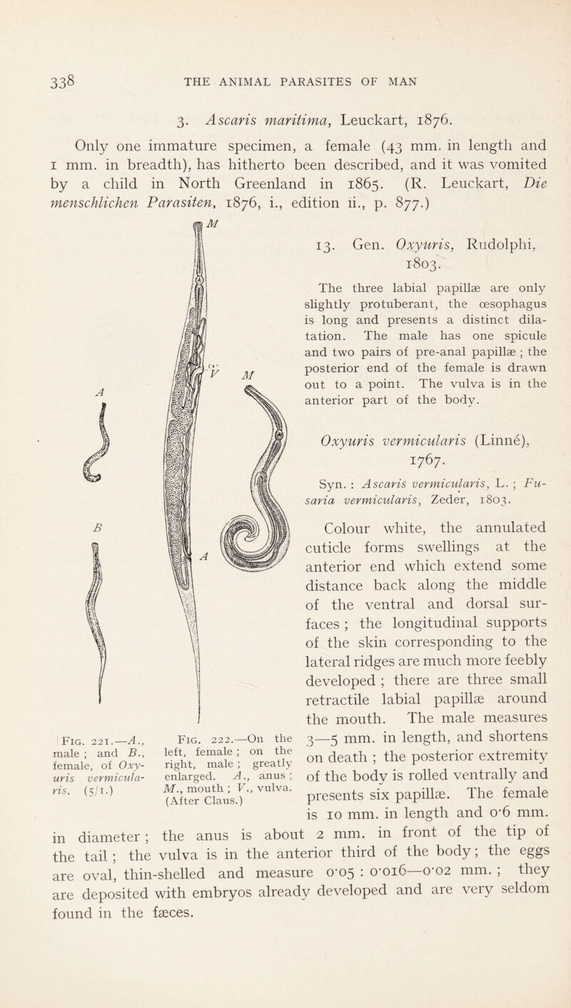 3. Ascaris maritima, Leuckart, 1876. Only one immature specimen, a female (43 mm. in length and I mm. in breadth), has hitherto been described, and it was vomited by a child in North Greenland in 1865. (R. Leuckart, Die menschlichen Parasiten, 1876, i., edition li., p. 877.) B ' Fig. 221.—A., male ; and B., female, of Oxy- uris vermicula- ris. (5/1.) Fig. 222.—On the left, female ; on the right, male ; greatly enlarged. A., anus; M., mouth ; V., vulva. (After Claus.) 13. Gen. Oxyuris, Rudolphi, 1803. The three labial papillae are only slightly protuberant, the oesophagus is long and presents a distinct dila- tation. The male has one spicule and two pairs of pre-anal papillae ; the posterior end of the female is drawn out to a point. The vulva is in the anterior part of the body. Oxyuris vermicular is (Linne), 1767. Syn. : Ascaris vermicularis, L. ; Fu- saria vevmiculavis, Zeder, 1803. Colour white, the annulated cuticle forms swellings at the anterior end which extend some distance back along the middle of the ventral and dorsal sur- faces ; the longitudinal supports of the skin corresponding to the lateral ridges are much more feebly developed ; there are three small retractile labial papillae around the mouth. The male measures 3—5 mm. in length, and shortens on death ; the posterior extremity of the body is rolled ventrally and presents six papillae. The female is 10 mm. in length and 0*6 mm. the anus is about 2 mm. in front of the tip of the tail ; the vulva is in the anterior third of the body; the eggs are oval’, thin-shelled and measure 0-05 : o'oib—0*02 mm. ; they are deposited with embryos already developed and are very seldom found in the faeces. in diameter