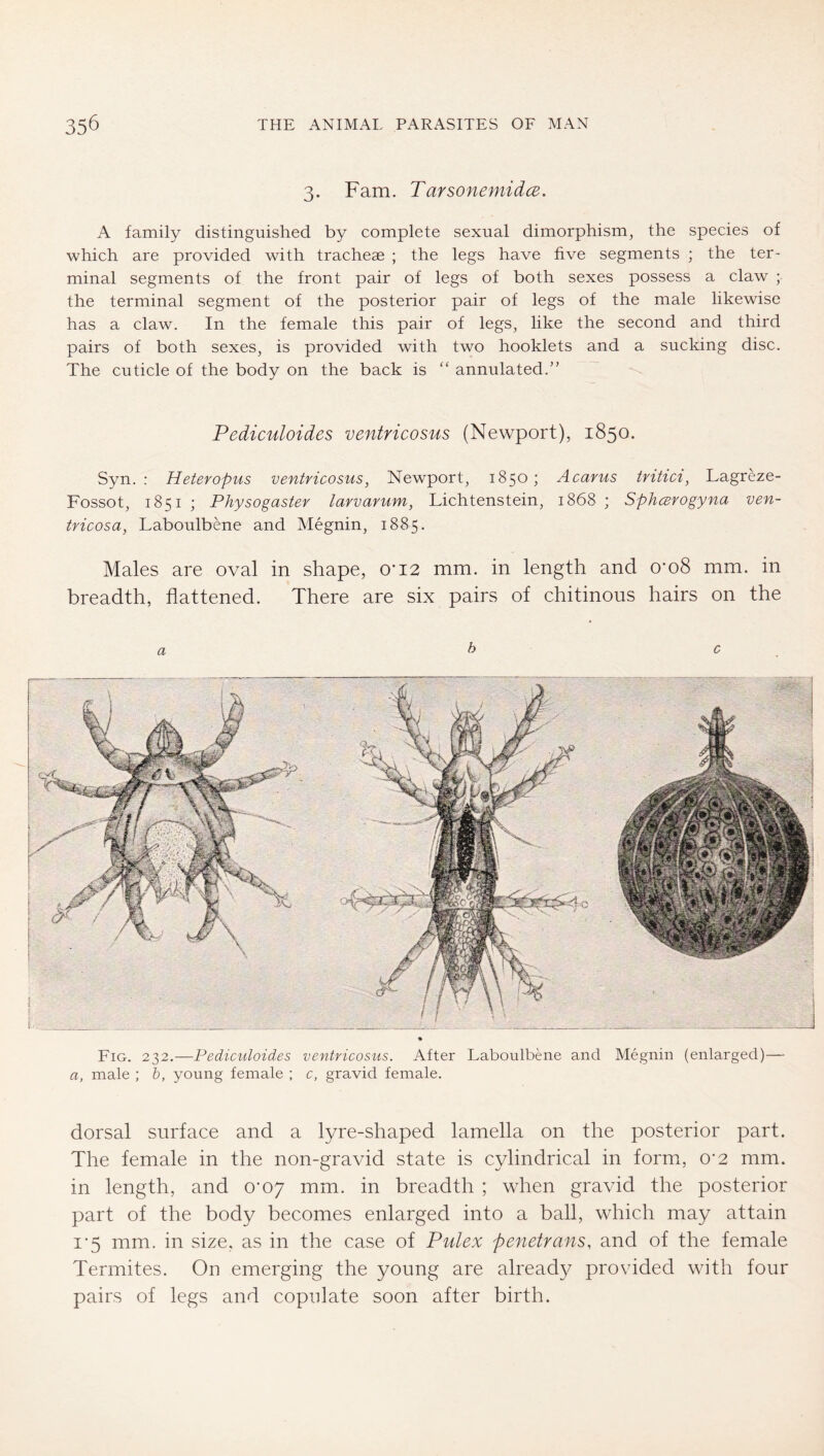 3. Fam. Tarsonemidce. A family distinguished by complete sexual dimorphism, the species of which are provided with tracheae ; the legs have five segments ; the ter- minal segments of the front pair of legs of both sexes possess a claw ; the terminal segment of the posterior pair of legs of the male likewise has a claw. In the female this pair of legs, like the second and third pairs of both sexes, is provided with two booklets and a sucking disc. The cuticle of the body on the back is “ annulated.” Pediculoides ventricosus (Newport), 1850. Syn. : Heteropus ventricosus, Newport, 1850; Acarus tritici, Lagreze- Fossot, 1851 ; Physogaster larvarum, Lichtenstein, 1868 ; Spheerogyna ven- tricosa, Laboulbene and Megnin, 1885. Males are oval in shape, 0'i2 mm. in length and 0’o8 mm. in breadth, flattened. There are six pairs of chitinous hairs on the Fig. 232.—Pediculoides ventricosus. After Laboulbene and Megnin (enlarged)— a, male ; h, young female ; c, gravid female. dorsal surface and a lyre-shaped lamella on the posterior part. The female in the non-gravid state is cylindrical in form, 0’2 mm. in length, and 0*07 mm. in breadth ; when gravid the posterior part of the body becomes enlarged into a ball, which may attain i’5 mm. in size, as in the case of Pulex penetrans, and of the female Termites. On emerging the young are already provided with four pairs of legs and copulate soon after birth.