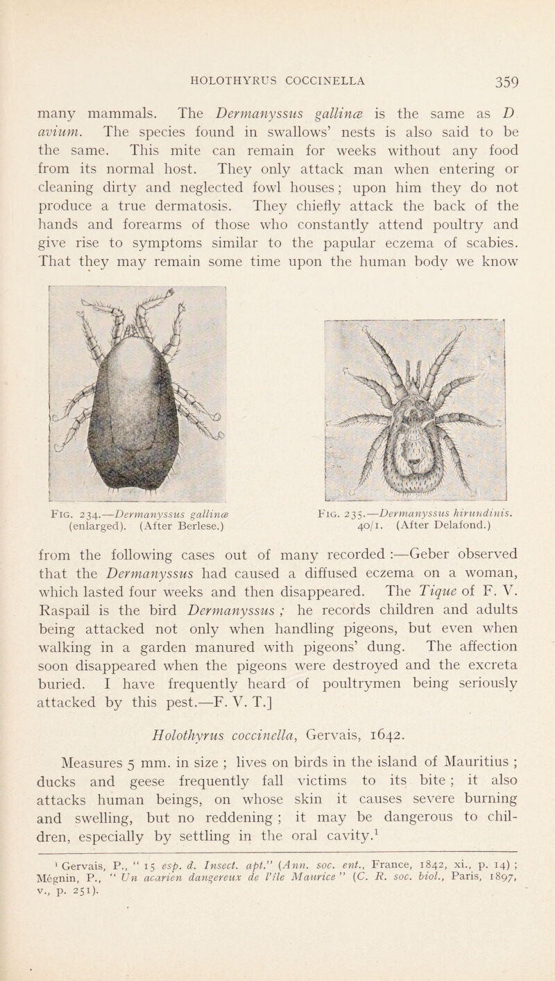 many mammals. The Dermanyssus gallince is the same as D avium. The species found in swallows’ nests is also said to be the same. This mite can remain for weeks without any food from its normal host. They only attack man when entering or cleaning dirty and neglected fowl houses; upon him they do not produce a true dermatosis. They chiefly attack the back of the hands and forearms of those who constantly attend poultry and give rise to symptoms similar to the papular eczema of scabies. That they may remain some time upon the human body we know 'Gervais, P., “ 15 esp. d. Insect, apt.” {Ann. soc. ent., France, 1842, xi., p. 14) ; Megnin, P.,  Un acarien dangerenx de I’tle Maurice ” (C. R. soc. biol., Paris, 1897, V., p. 251). from the following cases out of many recorded :—Geber observed that the Dermanyssus had caused a diffused eczema on a woman, which lasted four weeks and then disappeared. The Tique of F. V. Raspail is the bird Dermanyssus ; he records children and adults being attacked not only when handling pigeons, but even when walking in a garden manured with pigeons’ dung. The affection soon disappeared when the pigeons were destroyed and the excreta buried. I have frequently heard of poultrymen being seriously attacked by this pest.—F. V. T.] Holothyrus coccinella, Gervais, 1642. Measures 5 mm. in size ; lives on birds in the island of Mauritius ; ducks and geese frequently fall victims to its bite ; it also attacks human beings, on whose skin it causes severe burning and swelling, but no reddening ; it may be dangerous to chil- dren, especially by settling in the oral cavity.^ Fig. 234.—Dermanyssus gallince (enlarged). (After Berlese.) Fig. 235.—Dermanyssus hirundinis. 40/1. (After Delafond.)