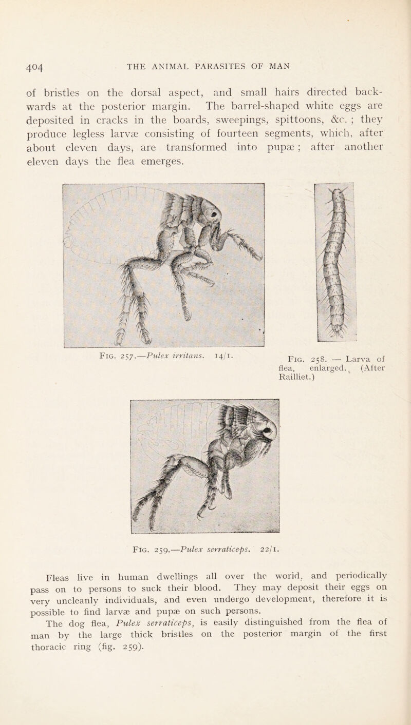 of bristles on the dorsal aspect, and small hairs directed back- wards at the posterior margin. The barrel-shaped white eggs are deposited in cracks in the boards, sweepings, spittoons, &c. ; they produce legless larvcC consisting of fourteen segments, which, after about eleven days, are transformed into pupae ; after another eleven days the flea emerges. Fig. 257.—Pulex irritans. 14/1. Fig. 258. — Larva of flea, enlarged. (After Railliet.) Fig. 259.—Pulex serraticeps. 22/1. Fleas live in human dwellings all over the world, and periodically pass on to persons to suck their blood. They may deposit their eggs on very uncleanly individuals, and even undergo development, therefore it is possible to find larvae and pupae on such persons. The dog flea, Pulex serraticeps, is easily distinguished from the flea of man by the large thick bristles on the posterior margin of the first thoracic ring (fig. 259).