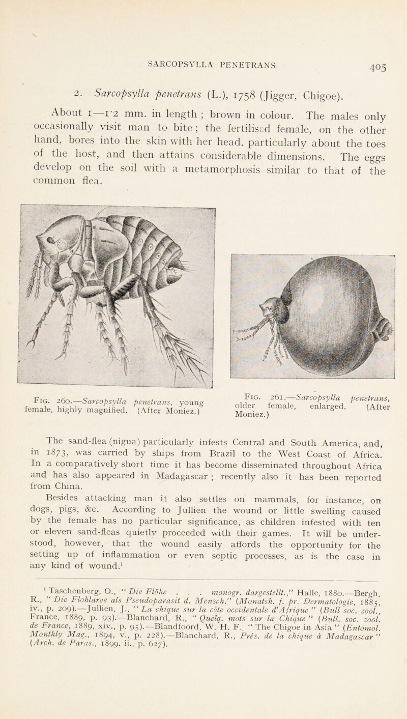 SARCOPSYLLA PENETRANS 2. Sarcopsylla penetrans (L.), 1758 (Jigger, Chigoe). About I I 2 mm. in length ; brown in colour. The males only occasionally visit man to bite ; the fertilised female, on the other hand, bores into the skin with her head, particularly about the toes of the host, and then attains considerable dimensions. The eggs develop on the soil with a metamorphosis similar to that of the common flea. Fig. 260.—Sarcopsylla penetrans, young female, highly magnified. (After Moniez.) Fig. 261.—Sarcopsylla penetrans, older female, enlarged. (After Moniez.) The sand-flea (nigua) particularly infests Central and South America, and, in 1873, was carried by ships from Brazil to the West Coast of Africa. In a comparatively short time it has become disseminated throughout Africa and has also appeared in Madagascar ; recently also it has been reported from China. Besides attacking man it also settles on mammals, for instance, on dogs, pigs, &c. According to Jullien the wound or little swelling caused by the female has no particular significance, as children infested with ten or eleven sand-fleas quietly proceeded with their games. It will be under- stood, however, that the wound easily affords the opportunity for the setting up of inflammation or even septic processes, as is the case in any kind of wound.^ ’^Taschenberg, O., “ Die Flöhe . . . monogr. dar gestellt.,” Halle, 1880.—Bergh, R., Die Flohlarue als Pseudoparasit d. Mensch.” {Monatsh. f. pr,. Dermatologie, 1885, iv., p. 209).—Jullien, J., “ La chique sur la cote occidentale d'Ajrique ” {Bull soc. zool., France, 1889, p. 93).—Blanchard, R., “ Quelq. mots sur la Chique ” {Bull, soc, zool. de France, 1889, xiv., p. 95).—Blandfoord, W. H. F.. “ The Chigoe in Asia ” {Entomol. Monthly Mag., 1894, v., p. 228).—Blanchard, R., Pres, de la chique ä Madagascar ” {Arch, de Paras., 1899. ih, p. 627).