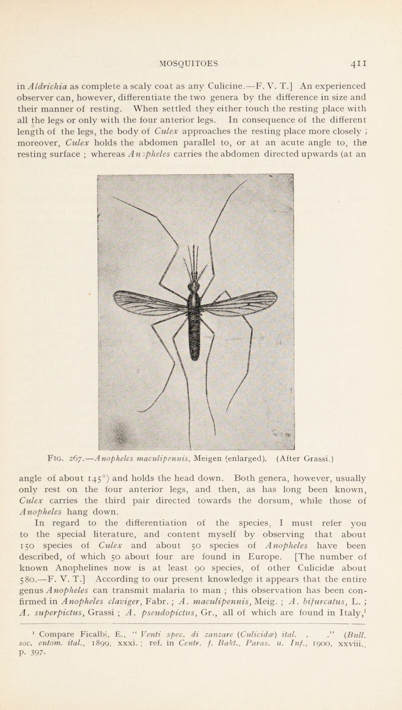 in Aldrichia as complete a scaly coat as any Culicine.—F. V. T.] An experienced observer can, however, diherentiate the two genera by the difference in size and their manner of resting. When settled they either touch the resting place with all the legs or only with the four anterior legs. In consequence of the different length of the legs, the body of Culex approaches the resting place more closely i moreover, Culex holds the abdomen parallel to, or at an acute angle to, the resting surface ; whereas Anipheles carries the abdomen directed upwards (at an Fig. 267.—Anopheles maculipennis, Meigen (enlarged). (After Grassi.) angle of about 145°) and holds the head down. Both genera, however, usually only rest on the four anterior legs, and then, as has long been known, Culex carries the third pair directed towards the dorsum, while those of Anopheles hang down. In regard to the differentiation of the species, I must refer you to the special literature, and content myself by observing that about 150 species of Culex and about 50 species of Anopheles have been described, of which 50 about four are found in Europe. [The number of known Anophelines now is at least 90 species, of other Culicidae about 580.—F. V. T.] According to our present knowledge it appears that the entire genns Anopheles can transmit malaria to man ; this observation has been con- firmed in Anopheles claviger, Fabr. ; A. maculipennis, Meig. ; A. hifurcatus, L. ; A. superpictus, Grassi ; A. pseudopictus, Gr., all of which are found in Italy,^ ' Compare Ficalbi, E., ‘‘ Venti spec, di zanzare [Cidicidce) ital. . .” [Bull, soc. entom. ital., 1899, xxxi. ; ref. in Centr. f. Baht., Paras, u. Inf., 1900, xxviii., p. 397.