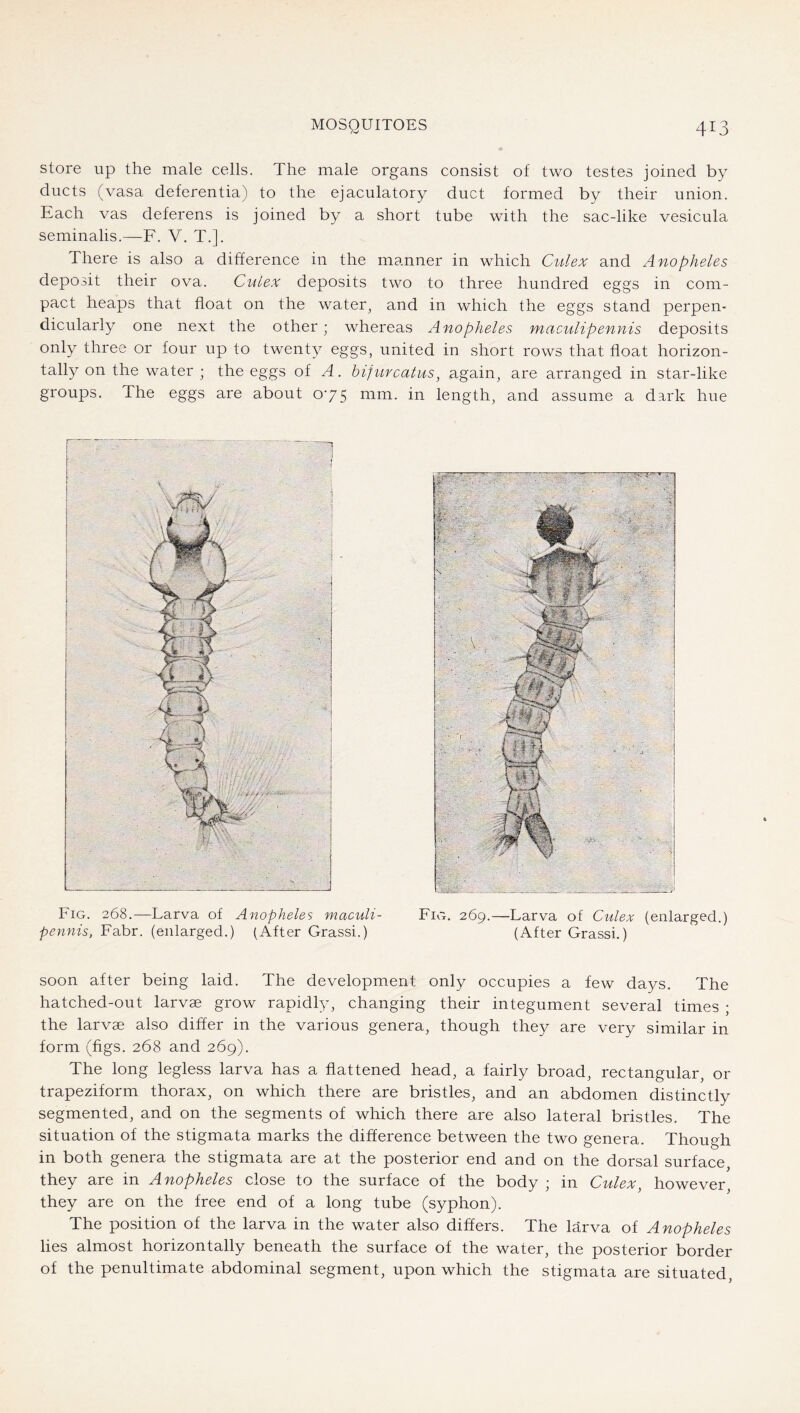store up the male cells. The male organs consist of two testes joined by ducts (vasa deferentia) to the ejaculatory duct formed by their union. Each vas deferens is joined by a short tube with the sac-like vesicula seminalis.—F. V. T.]. There is also a difference in the manner in which Culex and Anopheles deposit their ova. Culex deposits two to three hundred eggs in com- pact heaps that float on the water, and in which the eggs stand perpen- dicularly one next the other; whereas Anopheles maculipennis deposits only three or four up to twenty eggs, united in short rows that float horizon- tally on the water ; the eggs of A. bifurcatus, again, are arranged in star-like groups. The eggs are about 0'75 nim. in length, and assume a dark hue Fig. 268.—Larva of Anopheles maculi- Fig. 269.—Larva of Culex (enlarged.) pennis, Fahr, (enlarged.) (After Grassi.) (After Grassi.) soon after being laid. The development only occupies a few days. The hatched-out larvae grow rapidly, changing their integument several times ; the larvae also differ in the various genera, though they are very similar in form (figs. 268 and 269). The long legless larva has a flattened head, a fairly broad, rectangular, or trapeziform thorax, on which there are bristles, and an abdomen distinctly segmented, and on the segments of which there are also lateral bristles. The situation of the stigmata marks the difference between the two genera. Though in both genera the stigmata are at the posterior end and on the dorsal surface, they are in Anopheles close to the surface of the body ; in Culex, however, they are on the free end of a long tube (syphon). The position of the larva in the water also differs. The larva of Anopheles lies almost horizontally beneath the surface of the water, the posterior border of the penultimate abdominal segment, upon which the stigmata are situated.