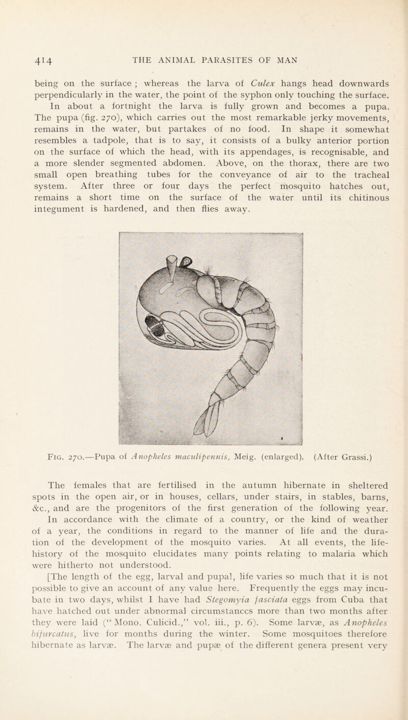 being on the surface ; whereas the larva of Culex hangs head downwards perpendicularly in the water, the point of the syphon only touching the surface. In about a fortnight the larva is fully grown and becomes a pupa. The pupa (fig. 270), which carries out the most remarkable jerky movements, remains in the water, but partakes of no food. In shape it somewhat resembles a tadpole, that is to say, it consists of a bulky anterior portion on the surface of which the head, with its appendages, is recognisable, and a more slender segmented abdomen. Above, on the thorax, there are two small open breathing tubes for the conveyance of air to the tracheal system. After three or four days the perfect mosquito hatches out, remains a short time on the surface of the water until its chitinous integument is hardened, and then flies away. Fig. 270.—Pupa of Anopheles maculipennis, Meig. (enlarged). (After Grassi.) The females that are fertilised in the autumn hibernate in sheltered spots in the open air, or in houses, cellars, under stairs, in stables, barns, &c., and are the progenitors of the first generation of the following year. In accordance with the climate of a country, or the kind of weather of a year, the conditions in regard to the manner of life and the dura- tion of the development of the mosquito varies. At all events, the life- history of the mosquito elucidates many points relating to malaria which were hitherto not understood. [The length of the egg, larval and pupal, life varies so much that it is not possible to give an account of any value here. Frequently the eggs may incu- bate in two days, whilst I have had Stegomyia fasciata eggs from Cuba that have hatched out under abnormal circumstances more than two months after they were laid (“ öMono. Culicid.,” vol. iii., p. 6). Some larvae, as Anopheles hifuYcatus, live for months during the winter. Some mosquitoes therefore hibernate as larvae. The larvae and pupae of the different genera present very