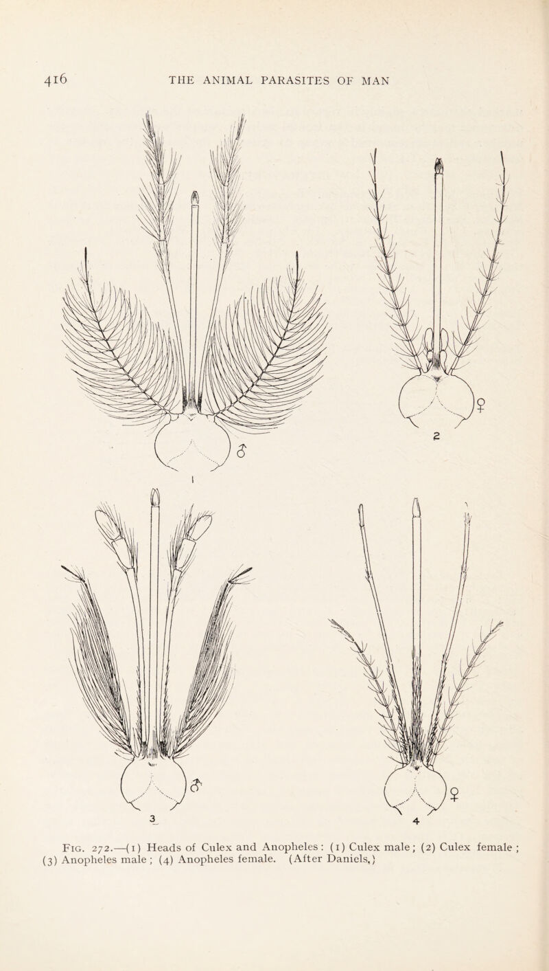 Fig. 272.—(i) Heads of Culex and Anopheles: (i) Culex male; (2) Culex female (3) Anopheles male; (4) Anopheles female. (After Daniels.)