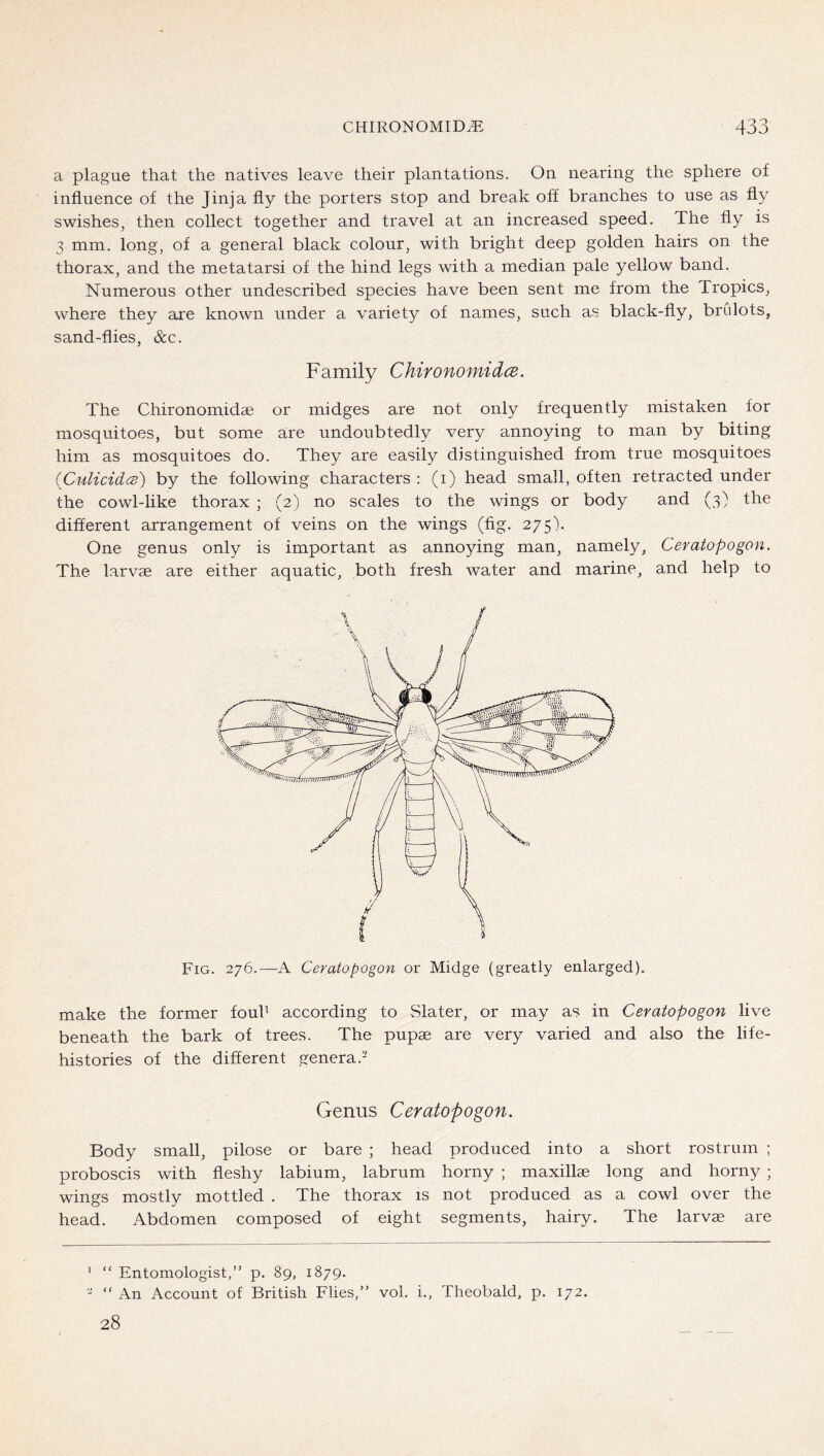 a plague that the natives leave their plantations. On nearing the sphere of influence of the Jinja fly the porters stop and break off branches to use as fly swishes, then collect together and travel at an increased speed. The fly is 3 mm. long, of a general black colour, with bright deep golden hairs on the thorax, and the metatarsi of the hind legs with a median pale yellow band. Numerous other undescribed species have been sent me from the Tropics, where they are known under a variety of names, such as black-fly, brCilots, sand-flies, &c. Family ChironomidcB. The Chironomidae or midges are not only frequently mistaken for mosquitoes, but some are undoubtedly very annoying to man by biting him as mosquitoes do. They are easily distinguished from true mosquitoes {Culicid(B) by the following characters : (i) head small, often retracted under the cowl-like thorax ; (2) no scales to the wings or body and (3) the different arrangement of veins on the wings (fig. 275). One genus only is important as annoying man, namely, Ceratopogon. The larvae are either aquatic, both fresh water and marine, and help to Fig. 276.—A Ceratopogon or Midge (greatly enlarged). make the former fouF according to Slater, or may as in Ceratopogon live beneath the bark of trees. The pupae are very varied and also the life- histories of the different genera.- Genus Ceratopogon. Body small, pilose or bare ; head produced into a short rostrum ; proboscis with fleshy labium, labrum horny ; maxillae long and horny; wings mostly mottled . The thorax is not produced as a cowl over the head. Abdomen composed of eight segments, hairy. The larvae are ' “ Entomologist,” p. 89, 1879. - “ An Account of British Flies,” vol. i., Theobald, p. 172. 28