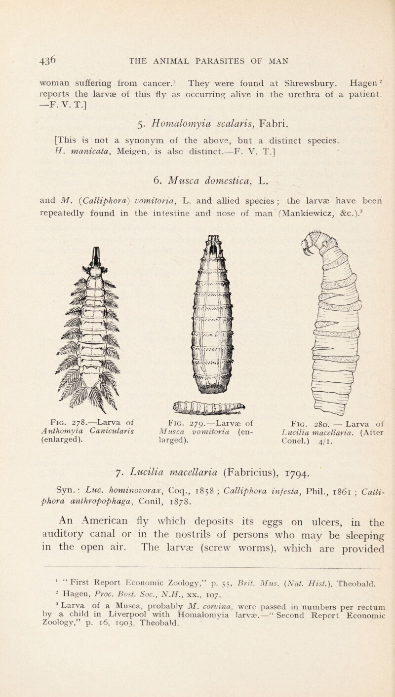 woman suffering from cancer.* They were found at Shrewsbury. Hagen - reports the larvae of this fly as occurring alive in the urethra of a patient. —F. V. T.] 5. Homalomyia scalaris, Fabri. [This is not a synonym of the above, but a distinct species. H. manicata, Meigen, is also distinct.—F. V. T.] 6. Musca domestica, L. and M. {Calliphora) vomitovia, L. and allied species ; the larvae have been repeatedly found in the intestine and nose of man (Mankiewicz, &c.).* Fig. 278.—Larva of Anthomyia Canicularis (enlarged). Fig. 279.—Larvae of Musca vomitovia (en- larged). Fig. 280. — Larva of Lucilia macellaria. (After Cone].) 4/1. 7. Lucilia macellaria (Fabricius), 1794. Syn. : Luc. hominovorax, Coq., 1858; Calliphova infesta, Phil., 1861 ; Calli- phora anthropophaga, Conil, 1878. An American fly which deposits its eggs on ulcers, in the auditory canal or in the nostrils of persons who may be sleeping in the open air. The larvte (screw worms), which are provided ' “First Report Economic Zoology/’ p. 55, Brit. Mus. {Nat. Hist.), Theobald. - Hagen, Proc. Bost. Soc., N.H., xx., 107. ® Larva of a Musca, probably M. corvina, were passed in numbers per rectum by a child in Liverpool with Homalomyia larvae.—“ Second Report Economic Zoology,” p. 16, 1903, Theobald.