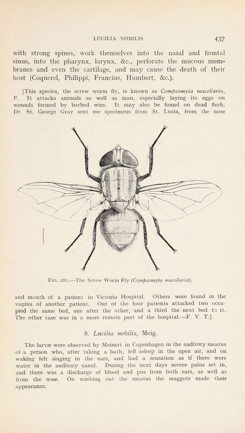 with strong spines, work themselves into the nasal and frontal sinus, into the pharynx, larynx, &c., perforate the mucous mem- branes and even the cartilage, and may cause the death of their host (Coquerel, Philippi, Francius, Humbert, &c.). [This species, the screw worm fly, is known as Compsomyia maceilaria, F. It attacks animals as well as man, especially laying its eggs on wounds formed by barbed wire. It may also be found on dead flesh. Dr. St. George Gray sent me specimens from St. Lucia, from the nose Fig. 281.—The Screw Worm Fly {Compsomyia macellaria). and mouth of a patient in Victoria Hospital. Others were found in the vagina of another patient. Out of the four patients attacked two occu- pied the same bed, one after the other, and a third the next bed to it. The other case was in a more remote part of the hospital.—F. V. T.] 8. Lucilia nobilis, Meig. The larvae were observed by Meinert in Copenhagen in the auditory meatus of a person who, after taking a bath, fell asleep in the open air, and on waking felt singing in the ears, and had a sensation as if there were water in the auditory canal. During the next days severe pains set in, and there was a discharge of blood and pus from both ears, as well as from the nose. On washing out the meatus the maggots made their appearance.