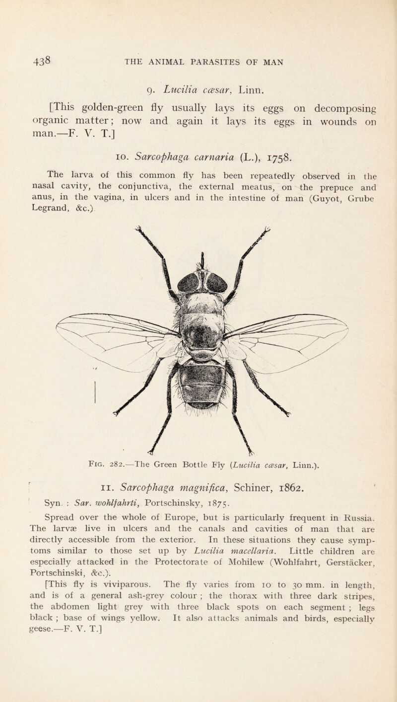 9. Lucilia ccBsar, Linn. [This golden-green fly usually lays its eggs on decomposing organic matter; now and again it lays its eggs in wounds on man.—F. V. T.] 10. Sarcophaga carnaria (L.), 1758. The larva of this common fly has been repeatedly observed in the nasal cavity, the conjunctiva, the external meatus, on the prepuce and anus, in the vagina, in ulcers and in the intestine of man (Guyot, Grube Legrand, &c.) Fig. 282.—The Green Bottle Fly {Lucilia ccesar, Linn.). II. Sarcophaga magniftca, Schiner, 1862. Syn. ; Sar. isuohlfahrti^ Portschinsky, 1875. Spread over the whole of Europe, but is particularly frequent in Russia. The larvae live in ulcers and the canals and cavities of man that are directly accessible from the exterior. In these situations they cause symp- toms similar to those set up by Lucilia macellaria. Little children are especially attacked in the Protectorate of Mohilew (Wohlfahrt, Gerstäcker, Portschinski, &o.). [This fly is viviparous. The fly varies from 10 to 30 mm. in length, and is of a general ash-grey colour ; the thorax with three dark stripes, the abdomen light grey with three black spots on each segment ; legs black ; base of wings yellow. It also attacks animals and birds, especially geese.—F. V. T.]