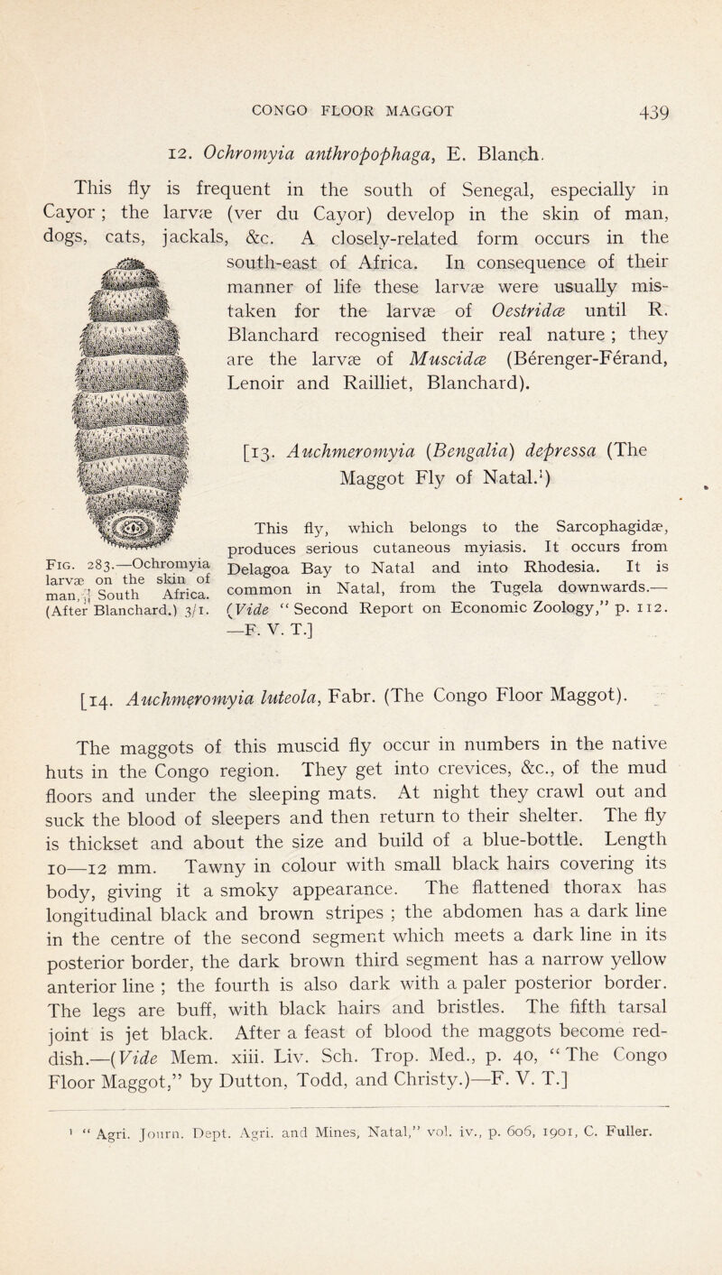 12. Ochromyia anthropophaga, E. Blanch. This fly is frequent in the south of Senegal, especially in Cayor; the larvae (ver du Ca^/or) develop in the skin of man, dogs, cats, jackals, &c. A closely-related form occurs in the south-east of Africa. In consequence of their manner of life these larvae were usually mis- taken for the larvae of Oestridce until R. Blanchard recognised their real nature; they are the larvae of MuscidcB (Berenger-Ferand, Lenoir and Railliet, Blanchard). [13. Auchmeromyia (Bengalia) depressa (The Maggot Fly of Natal.*) This ß-Y, which belongs to the Sarcophagidae, produces serious cutaneous myiasis. It occurs from Fig. 283.—Ochromyia Bay to Natal and into Rhodesia. It is man^;] South^ ^Africl common in Natal, from the Tugela downwards.— (After Blanchard.) 3/1. {Vide “Second Report on Economic Zoology,” p. 112. —F. V. T.] [14. Auchmeromyia luteola, Fahr. (The Congo Floor Maggot). The maggots of this muscid fly occur in numbers in the native huts in the Congo region. They get into crevices, &c., of the mud floors and under the sleeping mats. At night they crawl out and suck the blood of sleepers and then return to their shelter. The fly is thickset and about the size and build of a blue-bottle. Length 10 12 mm. Tawny in colour with small black hairs covering its body, giving it a smoky appearance. The flattened thorax has longitudinal black and brown stripes ; the abdomen has a dark line in the centre of the second segment which meets a dark line in its posterior border, the dark brown third segment has a narrow yellow anterior line ; the fourth is also dark with a paler posterior border. The legs are buff, with black hairs and bristles. The fifth tarsal joint is jet black. After a feast of blood the maggots become red- dish.—{Vide Mem. xiii. Liv. Sch. Trop. Med., p. 40, “The Congo Floor Maggot,” by Dutton, Todd, and Christy.)—F. V. T.] ' “ Agri. Jonrn. Dept. Agri. and Mines, Natal,” vol. iv., p. 606, 1901, C. Fuller.