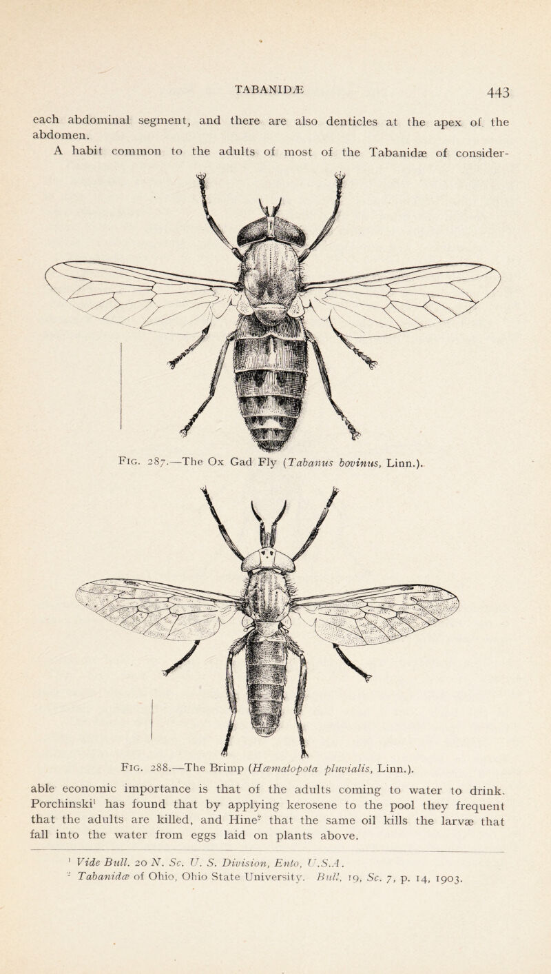 TABANID.E each abdominal segment, and there are also denticles at the apex of the abdomen, A habit common to the adults of most of the Tabanid« of consider- able economic importance is that of the adults coming to water to drink. Porchinski' has found that by applying kerosene to the pool they frequent that the adults are killed, and Hine^ that the same oil kills the larvae that fall into the water from eggs laid on plants above. ' Vide Bull. 20 N. Sc. U. S. Division, Ento, U.S.A. - Tabanidce of Ohio, Ohio State University. Bull, 19, Sc. 7, p. 14, 1903,