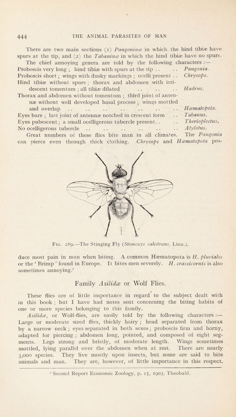 There are two main sections (i) Pangonince in which the hind tibiae have spurs at the tip, and (2) the TahanincB in which the hind tibiae have no spurs. The chief annoying genera are told by the following characters :— Proboscis very long ; hind tibiae with spurs at the tip . . Proboscis short; wings with dusky markings ; ocelli present . . Hind tibiae without spurs ; thorax and abdomen with irri- descent tomentum ; all tibiae dilated Thorax and abdomen without tomentum ; third joint of anten- nae without well developed basal process ; wings mottled and overlap Eyes bare ; last joint of antennae notched in crescent form Eyes pubescent; a small ocelligerous tubercle present. . No ocelligerous tubercle Great numbers of these flies bite man in all climates. Pangonia. Chvysops. Hadrus. can Dierce even through Hcematopota. Tabanus. Therioplectus, Aty lotus. The Pangonia thick clothing. Chvysops and Hcevnatopota pro- / P'lG. 289.—The Stinging Fly {Stomoxys calcitrans, Linn.). duce most pain in man when biting. A common Haematopota is H. pluvialis or the ^ Brimp ’ found in Europe. It bites men severely. H. crassicorviis is also sometimes annoying.' Family Asilidce or Wolf Flies. These flies are of little importance in regard to the subject dealt with in this book ; but I have had notes sent concerning the biting habits of one or more species belonging to this family. AsilidcB, or Wolf-flies, are easily told by the following characters :— Large or moderate sized flies, thickly hairy ; head separated from thorax by a narrow neck ; eyes separated in both sexes; proboscis firm and horny, adapted for piercing ; abdomen long, pointed, and composed of eight seg- ments. Legs strong and bristly, of moderate length. Wings sometimes mottled, lying parallel over the abdomen when at rest. There are nearly 3,000 species. They live mostly upon insects, but some are said to bite animals and man. They are, however, of little importance in this respect. ' Second Report Economic Zoology, p. 15, 1903, Theobald.