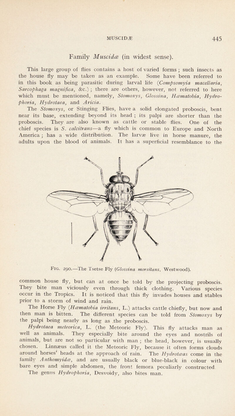 Family Muscidce (in widest sense). This large group of flies contains a host of varied forms ; such insects as the house fly may be taken as an example. Some have been referred to in this book as being parasitic during larval life (Compsomyia macellaria, Sarcophaga magnifica, &c.) ; there are others, however, not referred to here which must be mentioned, namely, Stomoxys, Glossina, Hcematohia, Hydro- phoria, Hydvotaea, and Aricia. The Stomoxys, or Stinging Fhes, have a solid elongated proboscis, bent near its base, extending beyond its head ; its palpi are shorter than the proboscis. They are also known as cattle or stable flies. One of the chief species is 5. calcitrans—a fly which is common to Europe and North America ; has a wide distribution. The larvae live in horse manure, the adults upon the blood of animals. It has a superficial resemblance to the Fig. 290.—The Tsetse Fly {Glossina morsitans, Westwood). common house fly, but can at once be told by the projecting proboscis. They bite man viciously even through thick clothing. Various species occur in the Tropics. It is noticed that this fly invades houses and stables prior to a storm of wind and rain. The Horse Fly (Hcsmatohia irritans, L.) attacks cattle chiefly, but now and then man is bitten. The different species can be told from Stomoxys by the palpi being nearly as long as .the proboscis. Hydvotaea meteorica, L. (the Meteoric Fly). This fly attacks man as well as animals. They especially bite around the eyes and nostrils of animals, but are not so particular with man ; the head, however, is usually chosen. Linnaeus called it the Meteoric Fly, because it often forms clouds around hor.ses heads at the approach of rain. The Hydrotesas come in the family AnthomyidcB, and are usually black or blue-black in colour with bare eyes and simple abdomen, the front femora peculiarly constructed, The genus Hydrophoria, Desvoidy, also bites man.