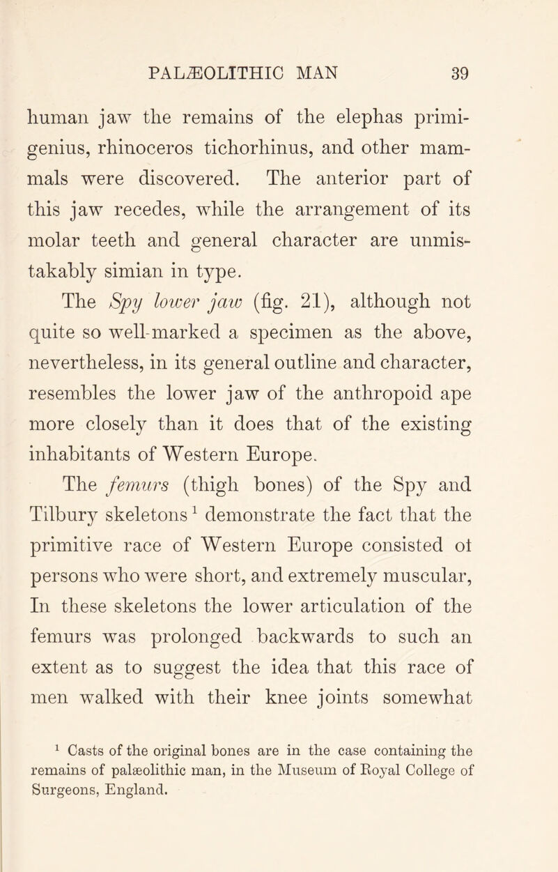 human jaw the remains of the elephas primh genius, rhinoceros tichorhinus, and other mam- mals were discovered. The anterior part of this jaw recedes, while the arrangement of its molar teeth and general character are unmis- takably simian in type. The Spy lower jaw (fig. 21), although not quite so well-marked a specimen as the above, nevertheless, in its general outline and character, resembles the lower jaw of the anthropoid ape more closely than it does that of the existing inhabitants of Western Europe. The femurs (thigh bones) of the Spy and Tilbury skeletons ^ demonstrate the fact that the primitive race of Western Europe consisted ol persons who were short, and extremely muscular. In these skeletons the lower articulation of the femurs was prolonged backwards to such an extent as to suggest the idea that this race of men walked with their knee joints somewhat 1 Casts of the original bones are in the case containing the remains of palaeolithic man, in the Museum of Royal College of Surgeons, England.