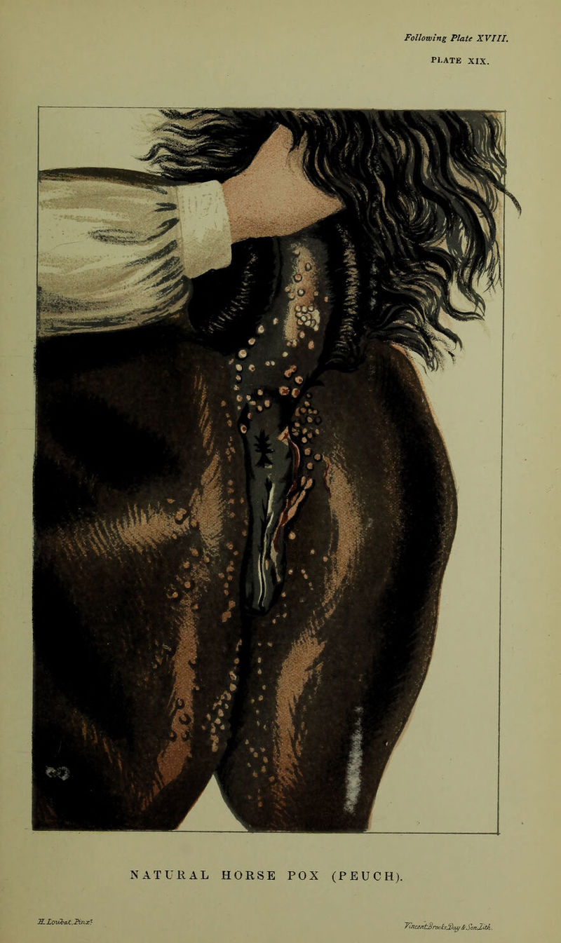 Following Plate XVIII. Pl.ATE XIX. NATURAL HORSE POX (PEUCH). y^ncentSrooisSX^ £So/ulitA.
