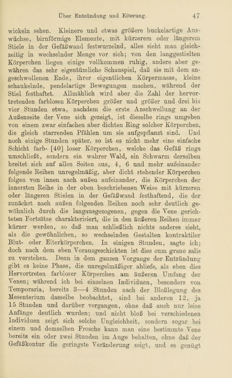 wickeln sehen. Kleinere und etwas größere buckelartige Aus- wüchse, bimförmige Elemente, mit kürzerem oder längerem Stiele in der Gefäßwand festwurzelnd, alles sieht man gleich- zeitig in wechselnder Menge vor sich; von den langgestielten Körperchen liegen einige vollkommen ruhig, andere aber ge- währen das sehr eigentümliche Schauspiel, daß sie mit dem an- geschwollenen Ende, ihrer eigentlichen Körpermasse, kleine schaukelnde, pendelartige Bewegungen machen, während der Stiel festhaftet. Allmählich wird aber die Zahl der hervor- tretenden farblosen Körperchen größer und größer und drei bis vier Stunden etwa, nachdem die erste Anschwellung an der Außenseite der Vene sich gezeigt, ist dieselbe rings umgeben von einem zwar einfachen aber dichten Ring solcher Körperchen, die gleich starrenden Pfählen um sie aufgepflanzt sind. Und noch einige Stunden später, so ist es nicht mehr eine einfache Schicht färb- [40] loser Körperchen, welche das Gefäß rings umschließt, sondern ein wahrer Wald, ein Schwarm derselben breitet sich auf allen Seiten aus, 4, 6 und mehr aufeinander folgende Reihen unregelmäßig, aber dicht stehender Körperchen folgen von innen nach außen aufeinander, die Körperchen der innersten Reihe in der oben beschriebenen Weise mit kürzeren oder längeren Stielen in der Gefäßwand festhaftend, die der zunächst nach außen folgenden Reihen noch sehr deutlich ge- wöhnlich durch die langausgezogenen, gegen die Vene gerich- teten Fortsätze charakterisiert, die in den äußeren Reihen immer kürzer werden, so daß man schließlich nichts anderes sieht, als die gewöhnlichen, so wechselnden Gestalten kontraktiler Blut- oder Eiterkörperchen. In einigen Stunden, sagte ich; doch nach dem eben Vorausgeschickten ist dies cum grano salis zu verstehen. Denn in dem ganzen Vorgänge der Entzündung gibt es keine Phase, die unregelmäßiger abliefe, als eben dies Hervortreten farbloser Körperchen am äußeren Umfang der Venen; während ich bei einzelnen Individuen, besonders von Temporaria, bereits 3—4 Stunden nach der Bloßlegung des Mesenterium dasselbe beobachtet, sind bei anderen 12, ja 15 Stunden und darüber vergangen, ohne daß auch nur leise Anfänge deutlich wurden; und nicht bloß bei verschiedenen Individuen zeigt sich solche Ungleichheit, sondern sogar bei einem und demselben Frosche kann man eine bestimmte Vene bereits ein oder zwei Stunden im Auge behalten, ohne daß der Gefäßkontur die geringste Veränderung zeigt, und es genügt