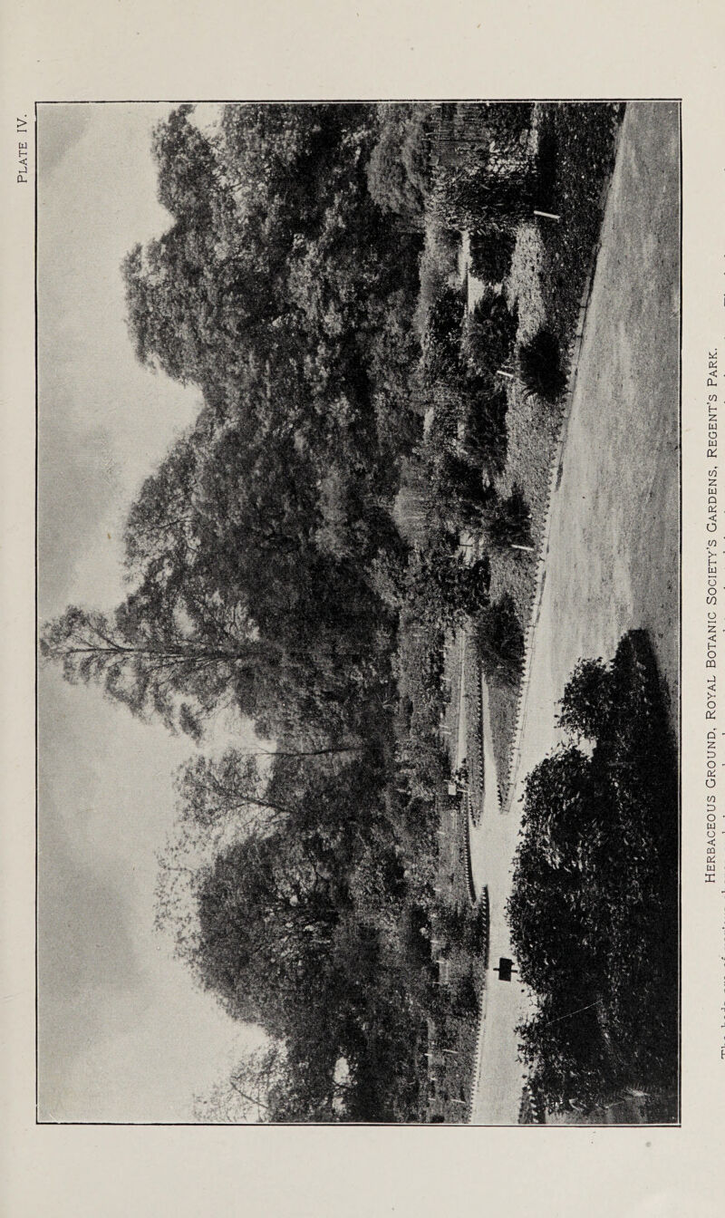 Herbaceous Ground, royal Botanic Society’s Gardens, Regent’s Park.