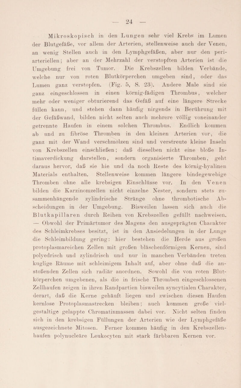 Mikroskopisch in den Lungen sehr viel Krebs im Lumen der Blutgefäße, vor allem der Arterien, stellenweise auch der Venen, an wenig Stellen auch in den Lymphgefäßen, aber nur den peri- arteriellen; aber an der Mehrzahl der verstopften Arterien ist die Umgebung frei von Tumor. Die Krebszellen bilden Verbände, welche nur von roten Blutkörperchen umgeben sind, oder das Lumen ganz verstopfen. (Big. 5, S. 23). Andere Male sind sie ganz eingeschlossen in einen körnig-fädigen Thrombus, welcher mehr oder weniger obturierend das Gefäß auf eine längere Strecke füllen kann, und stehen dann häufig nirgends in Berührung mit der Gefäßwand, bilden nicht selten auch mehrere völlig voneinander getrennte Haufen in einem solchen Thrombus. Endlich kommen ab und zu fibröse Thromben in den kleinen Arterien vor, die ganz mit der Wand verschmolzen sind und verstreute kleine Inseln von Krebszellen einschließen; daß dieselben nicht eine bloße In¬ timaverdickung darstellen, sondern organisierte Thromben, geht daraus hervor, daß sie hie und da noch Reste des körnig-hyalinen Materials enthalten. Stellenweise kommen längere bindegewebige Thromben ohne alle krebsigen Einschlüsse vor. In den Venen bilden die Karzinomzellen nicht einzelne Nester, sondern stets zu¬ sammenhängende zylindrische Stränge ohne thrombotische Ab¬ scheidungen in der Umgebung. Bisweilen lassen sich auch die Blut kapillaren durch Reihen von Krebszellen gefüllt nachweisen. — Obwohl der Primärtumor des Magens den ausgeprägten Charakter des Schleimkrebses besitzt, ist in den Ansiedelungen in der Lunge die Schleimbildung gering: hier bestehen die Herde aus großen protoplasmareichen Zellen mit großen bläschenförmigen Kernen, sind polyedrisch und zylindrisch und nur in manchen Verbänden treten kuglige Räume mit schleimigem Inhalt auf, aber ohne daß die an¬ stoßenden Zellen sich radiär anordnen. Sowohl die von roten Blut¬ körperchen umgebenen, als die in frische Thromben eingeschlossenen Zellhaufen zeigen in ihren Randpartien bisweilen syncytialen Charakter, derart, daß die Kerne gehäuft liegen und zwischen diesen Haufen kernlose Protoplasmastrecken bleiben; auch kommen große viel¬ gestaltige gelappte Chromatinmassen dabei vor. Nicht selten finden sich in den krebsigen Füllungen der Arterien wie der Lymphgefäße ausgezeichnete Mitosen. Ferner kommen häufig in den Krebszellen¬ haufen polynucleäre Leukocyten mit stark färbbaren Kernen vor.