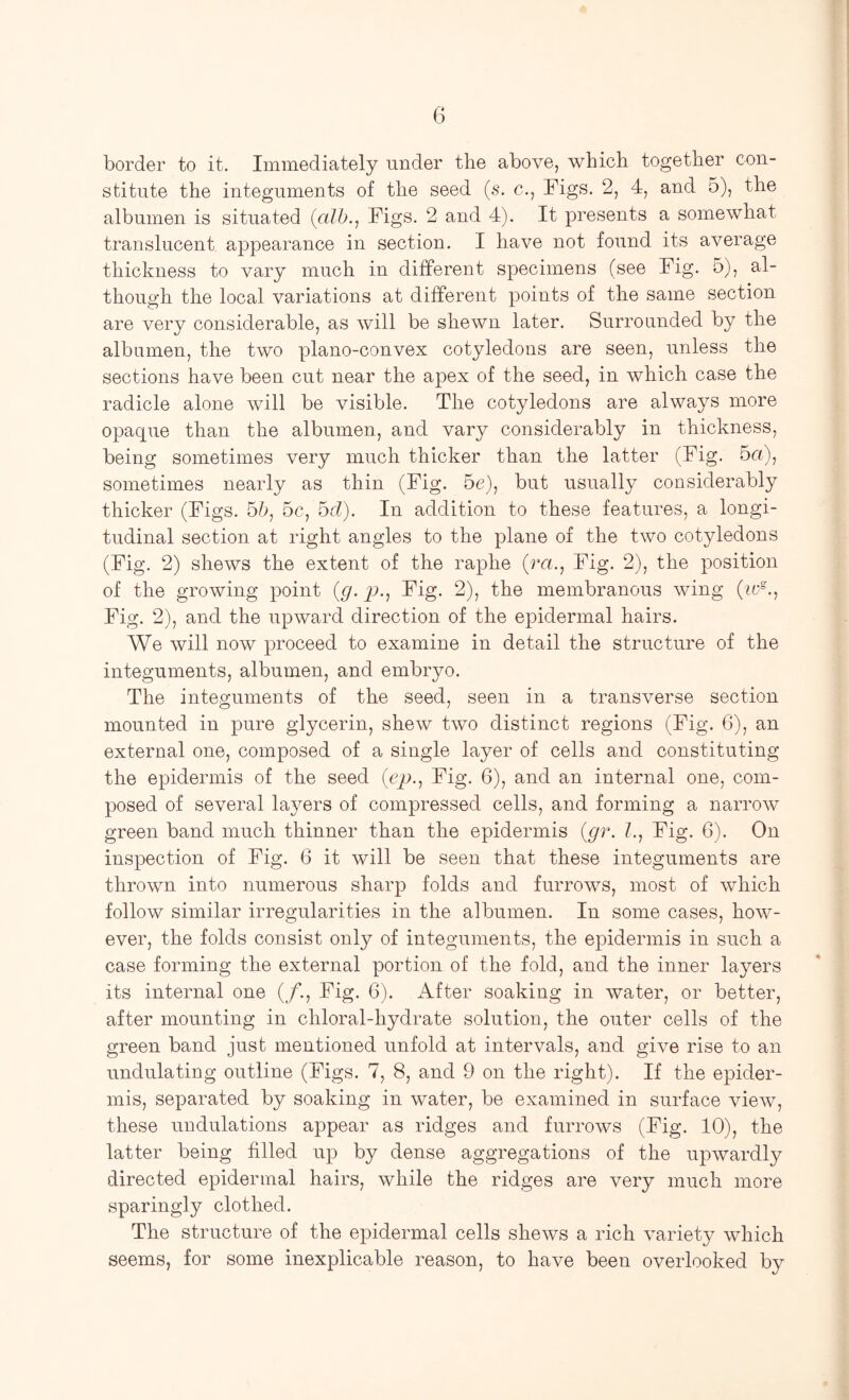 border to it. Immediately under the above, which together con- stitute the integuments of the seed (s. c., Figs. 2, 4, and 5), the albumen is situated (a/h., Figs. 2 and 4). It presents a somewhat translucent appearance in section. I have not found its average thickness to vary much in different specimens (see Fig. 5), al- though the local variations at different points of the same section are very considerable, as will be shewn later. Surrounded by the albumen, the two plano-convex cotyledons are seen, unless the sections have been cut near the apex of the seed, in which case the radicle alone will be visible. The cotyledons are always more opaque than the albumen, and vary considerably in thickness, being sometimes very much thicker than the latter (Fig. 5a), sometimes nearly as thin (Fig. 5c), but usually considerably thicker (Figs. 55, 5c, hcl). In addition to these features, a longi- tudinal section at right angles to the plane of the two cotyledons (Fig. 2) shews the extent of the raphe (ra.. Fig. 2), the position of the growing point {g. p.. Fig. 2), the membranous wing (u;=.. Fig. 2), and the upward direction of the epidermal hairs. We will now proceed to examine in detail the structure of the integuments, albumen, and embryo. The integuments of the seed, seen in a transverse section mounted in pure glycerin, shew two distinct regions (Fig. 6), an external one, composed of a single layer of cells and constituting the epidermis of the seed (cjj.. Fig. 6), and an internal one, com- posed of several layers of compressed cells, and forming a narrow green band much thinner than the epidermis {gr. ?., Fig. 6). On inspection of Fig. 6 it will be seen that these integuments are thrown into numerous sharp folds and furrows, most of which follow similar irregularities in the albumen. In some cases, how- ever, the folds consist only of integuments, the epidermis in such a case forming the external portion of the fold, and the inner layers its internal one (_/*., Fig. 6). After soaking in water, or better, after mounting in chloral-hydrate solution, the outer cells of the green band just mentioned unfold at intervals, and give rise to an undulating outline (Figs. 7, 8, and 9 on the right). If the epider- mis, separated by soaking in water, be examined in surface view, these undulations appear as ridges and furrows (Fig. 10), the latter being filled up by dense aggregations of the upwardly directed epidermal hairs, while the ridges are very much more sparingly clothed. The structure of the epidermal cells shews a rich variety which seems, for some inexplicable reason, to have been overlooked by