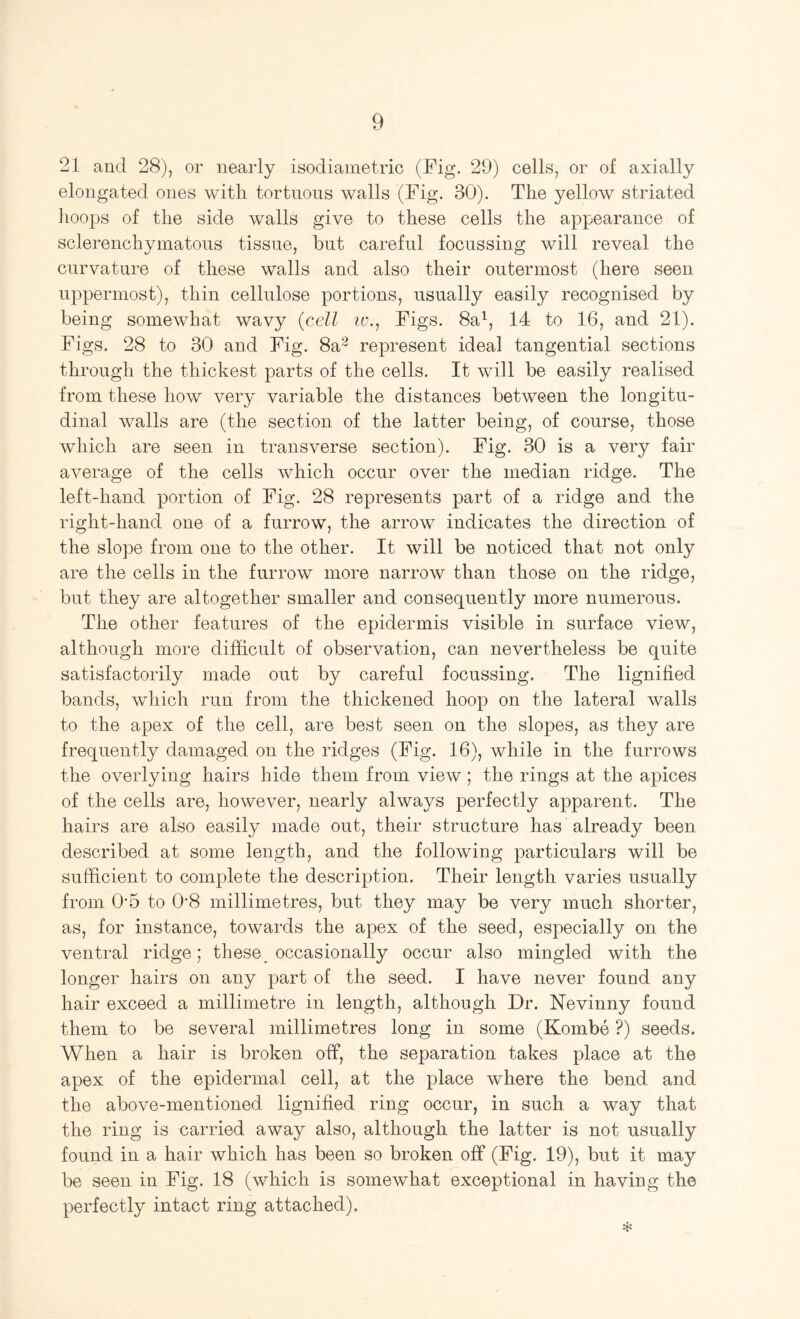 21 and 28), or nearly isodiametric (Fig. 29) cells, or of axially elongated ones with tortnons walls (Fig. 30). The yellow striated hoops of the side walls give to these cells the appearance of sclerenchymatons tissue, but careful focussing will reveal the curvature of these walls and also their outermost (here seen uppermost), thin cellulose portions, usually easily recognised by being somewhat wavy {cell ?r.. Figs. 8a^, 14 to 16, and 21). Figs. 28 to 30 and Fig. 8a2 represent ideal tangential sections through the thickest parts of the cells. It will be easily realised from these how very variable the distances between the longitu- dinal walls are (the section of the latter being, of course, those which are seen in transverse section). Fig. 30 is a very fair average of the cells which occur over the median ridge. The left-hand portion of Fig. 28 represents part of a ridge and the right-hand one of a furrow, the arrow indicates the direction of the slope from one to the other. It will be noticed that not only are the cells in the furrow more narrow than those on the ridge, but they are altogether smaller and consequently more numerous. The other features of the epidermis visible in surface view, although more difficult of observation, can nevertheless be quite satisfactorily made out by careful focussing. The lignified bands, which run from the thickened hoop on the lateral walls to the apex of the cell, are best seen on the slopes, as they are frequently damaged on the ridges (Fig. 16), while in the furrows the overlying hairs hide them from view; the rings at the apices of the cells are, however, nearly always perfectly apparent. The hairs are also easily made out, their structure has already been described at some length, and the following particulars will be sufficient to complete the description. Their length varies usually from O’5 to 0’8 millimetres, but they may be very much shorter, as, for instance, towards the apex of the seed, especially on the ventral ridge; these_ occasionally occur also mingled with the longer hairs on any part of the seed. I have never found any hair exceed a millimetre in length, although Dr. Nevinny found them to be several millimetres long in some (Kombe ?) seeds. When a hair is broken off, the separation takes place at the apex of the epidermal cell, at the place where the bend and the above-mentioned lignified ring occur, in such a way that the ring is carried away also, although the latter is not usually found in a hair which has been so broken off (Fig. 19), but it may be seen in Fig. 18 (which is somewhat exceptional in having the perfectly intact ring attached).