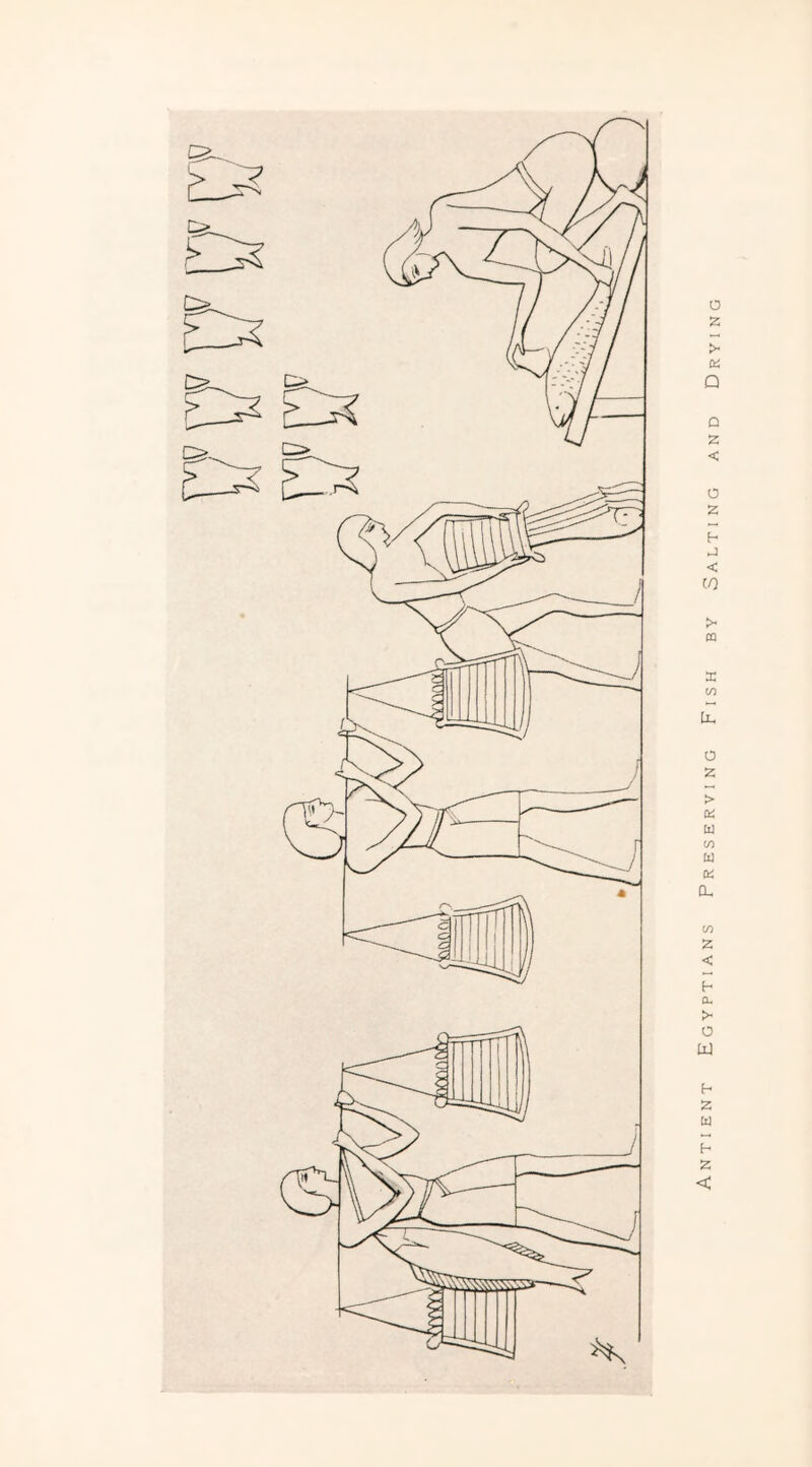 Antient Egyptians Preserving Fish by Salting and Drying