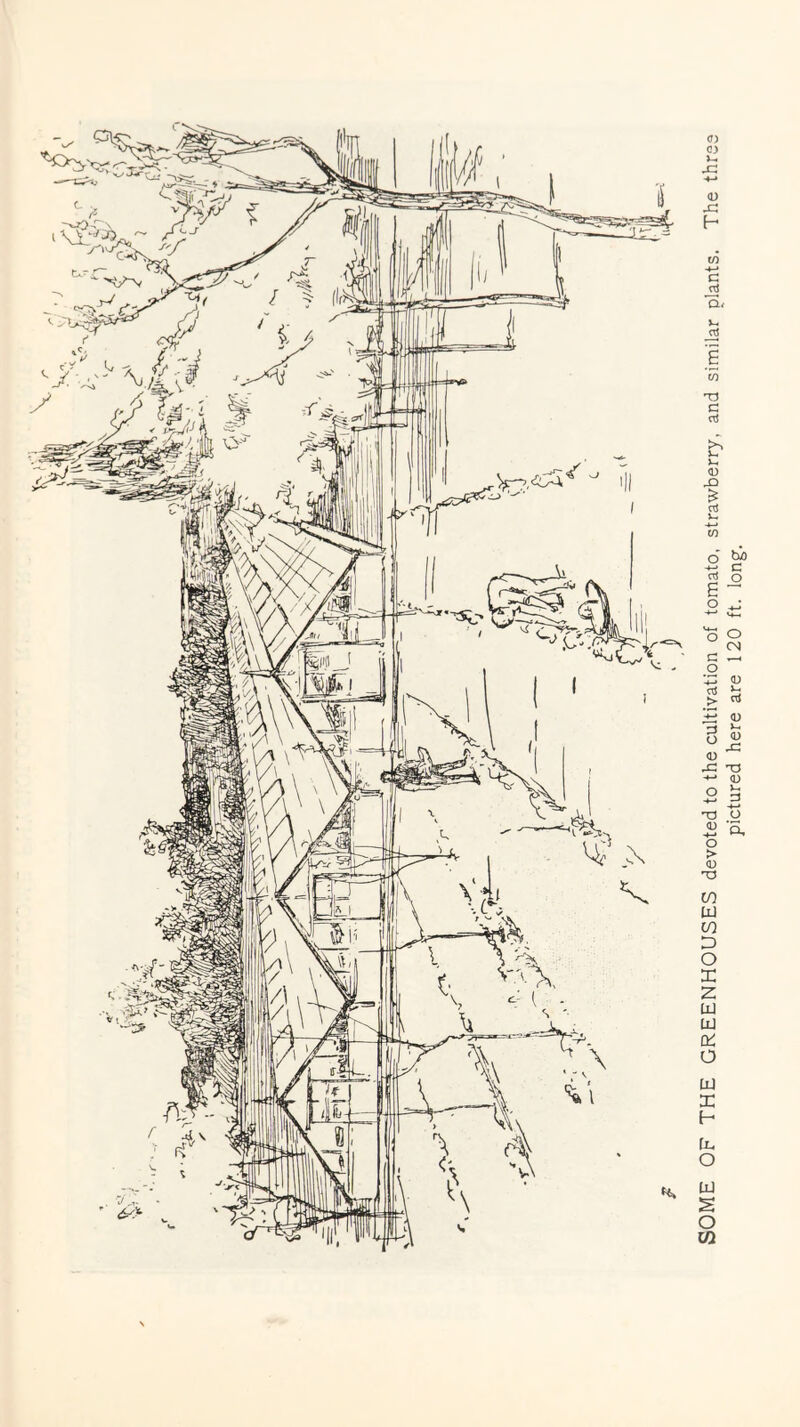 SOME OF THE GREENHOUSES devoted to the cultivation of tomato, strawberry, and similar plants. The three pictured here are 120 ft. long-.